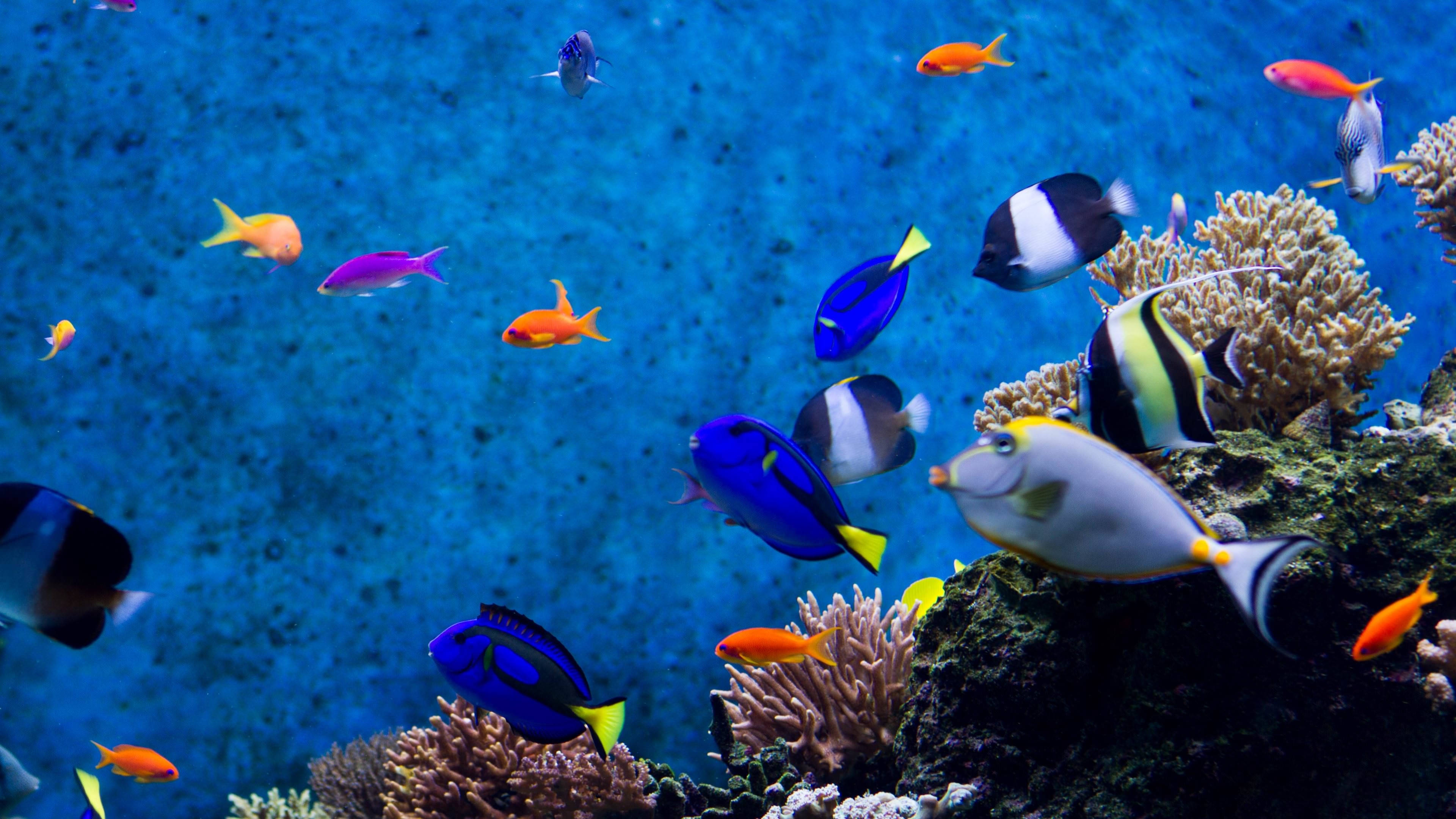 Mga Astig na Isda sa Malalim na Asul na Karagatan Wallpaper