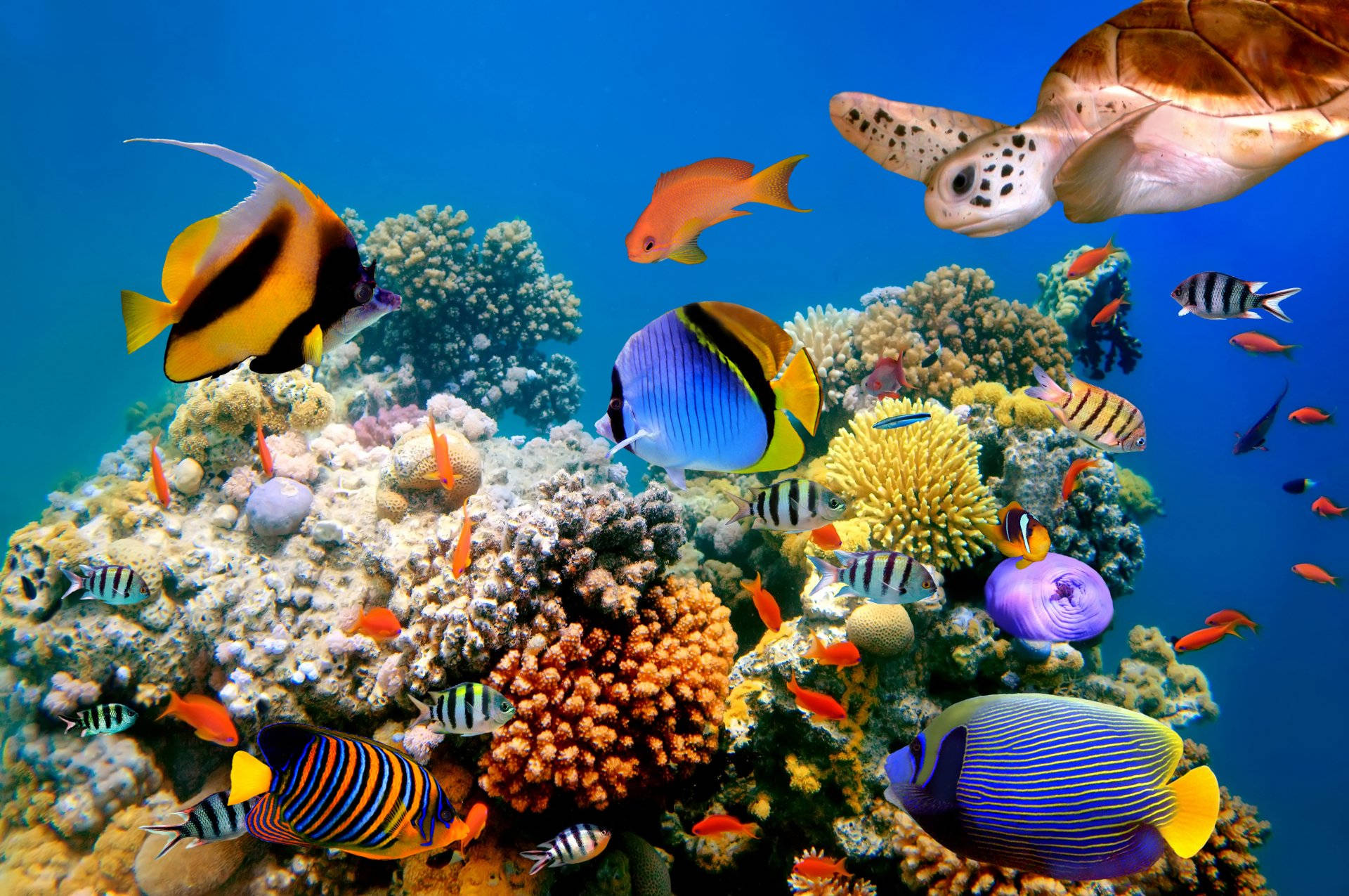 Mga Astig na Isda sa Paligid ng mga Coral Reef Wallpaper