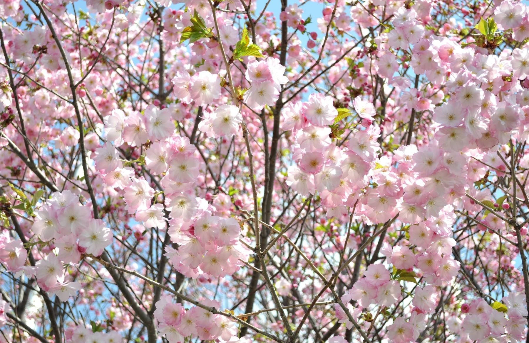 Mga Batang Cherry Blossom Wallpaper