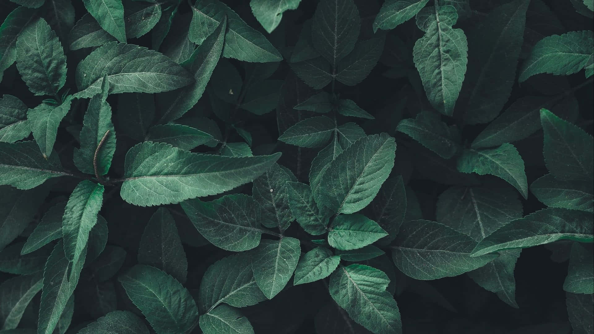 mga berdeng dahon sa itim na background Wallpaper