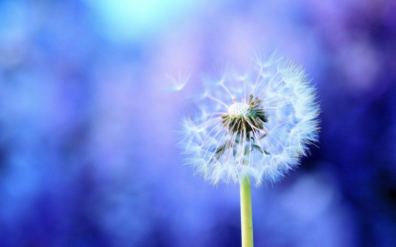 Mga Binhi ng Dandelion sa Kasagsagan ng Pamumulaklak Wallpaper