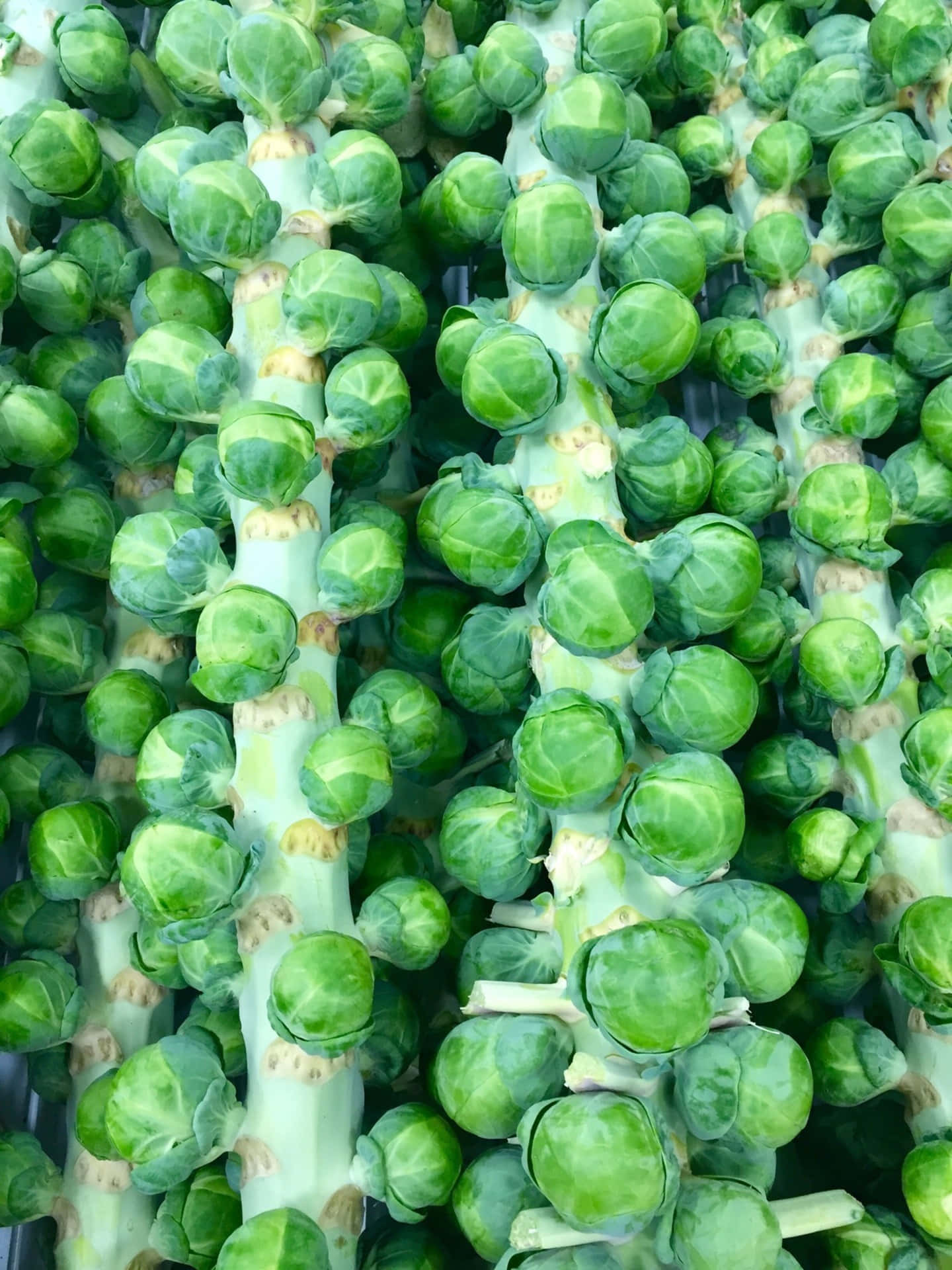 mga brussel sprouts sa isang palengke Wallpaper