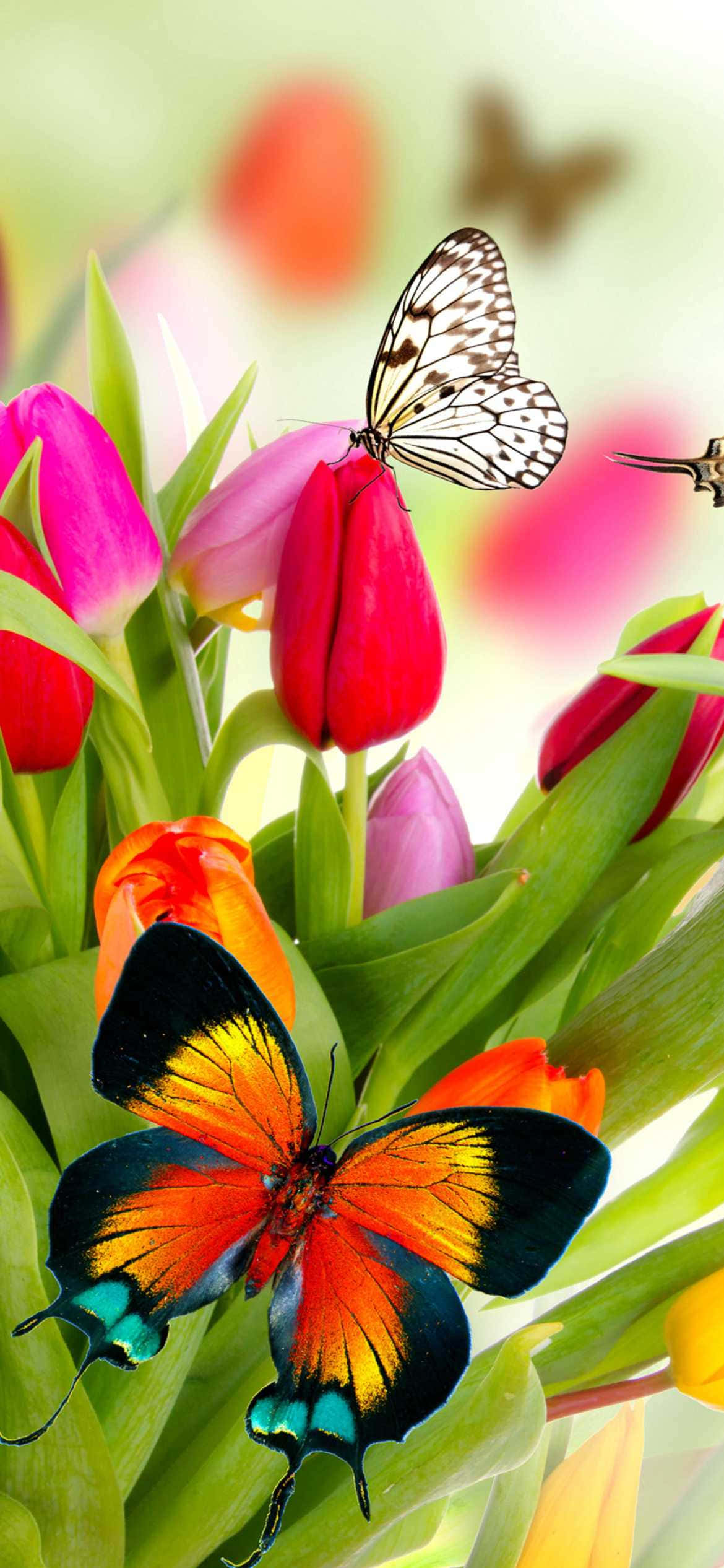 Mga Bulaklak at Paruparo Tulips NZ Wallpaper