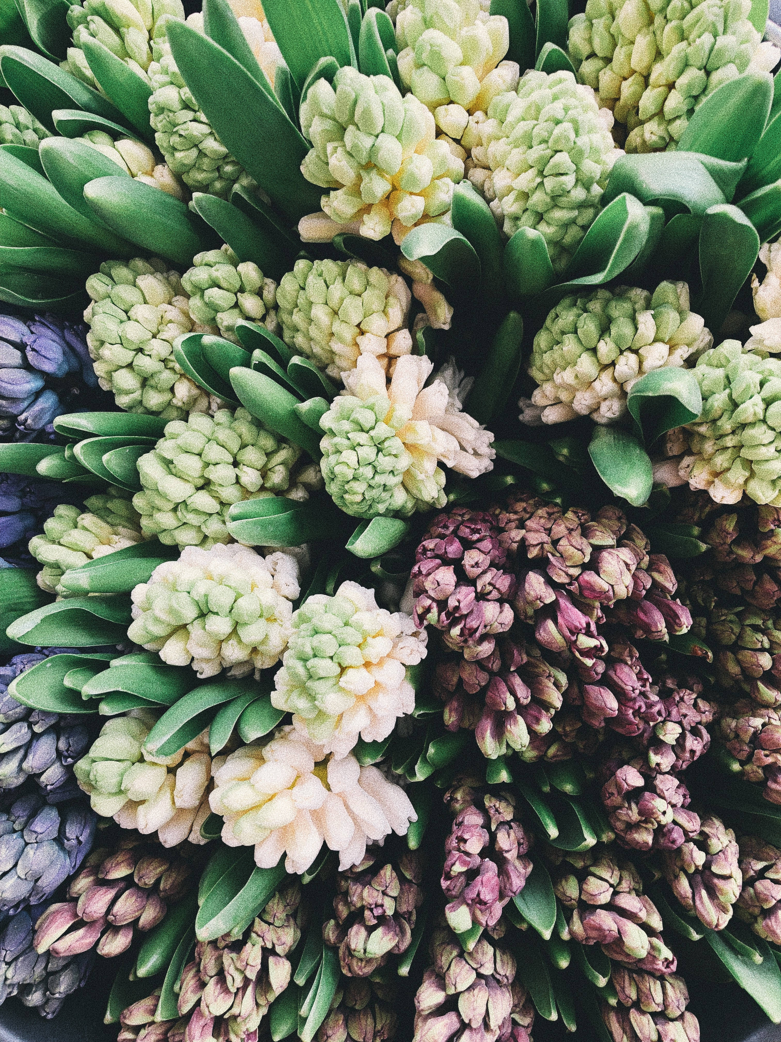 Mga Bulaklak na Hyacinth sa Palengke Wallpaper