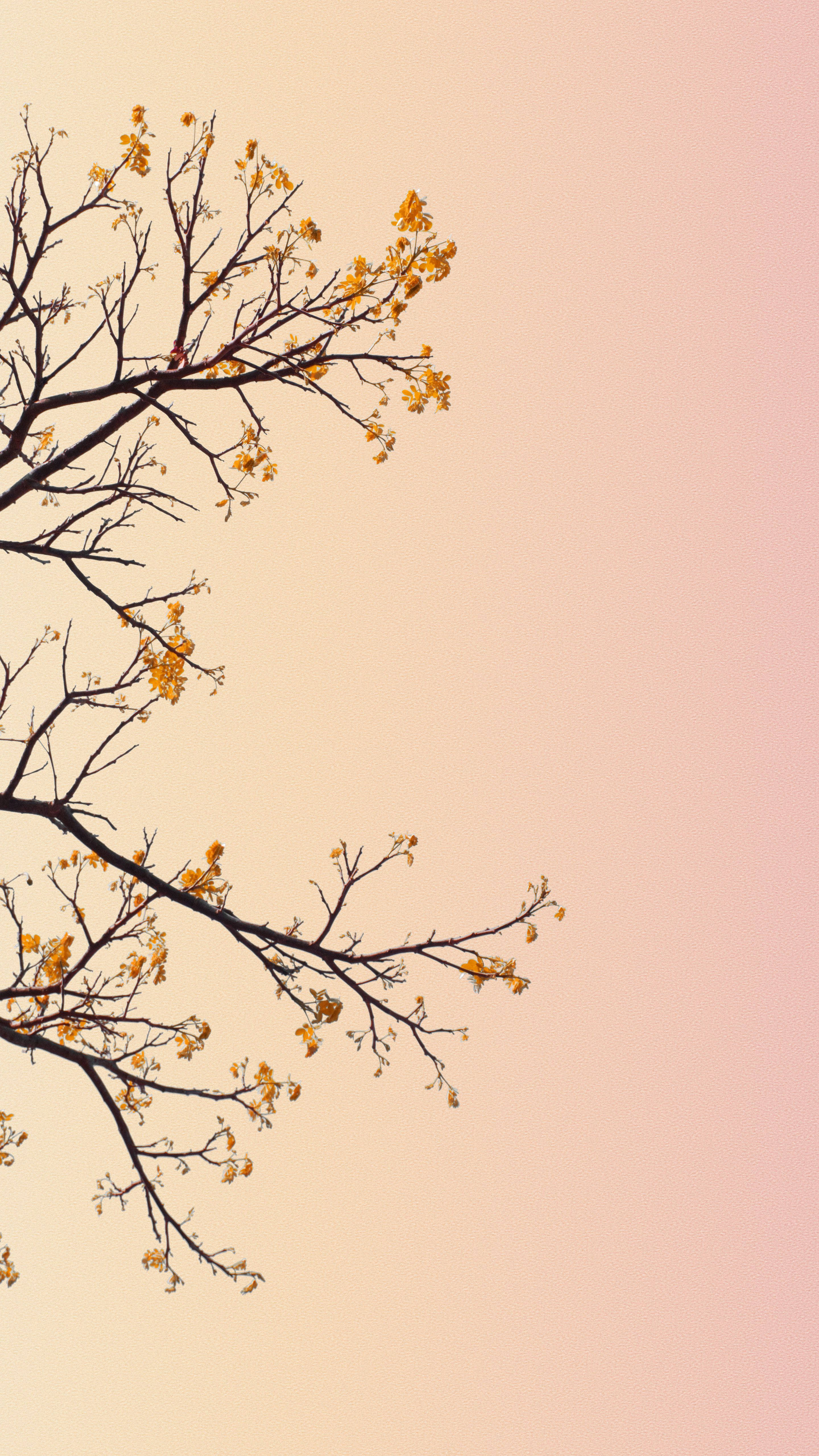 Mga Bulaklak na Kahel sa Pastel para sa iPhone Wallpaper