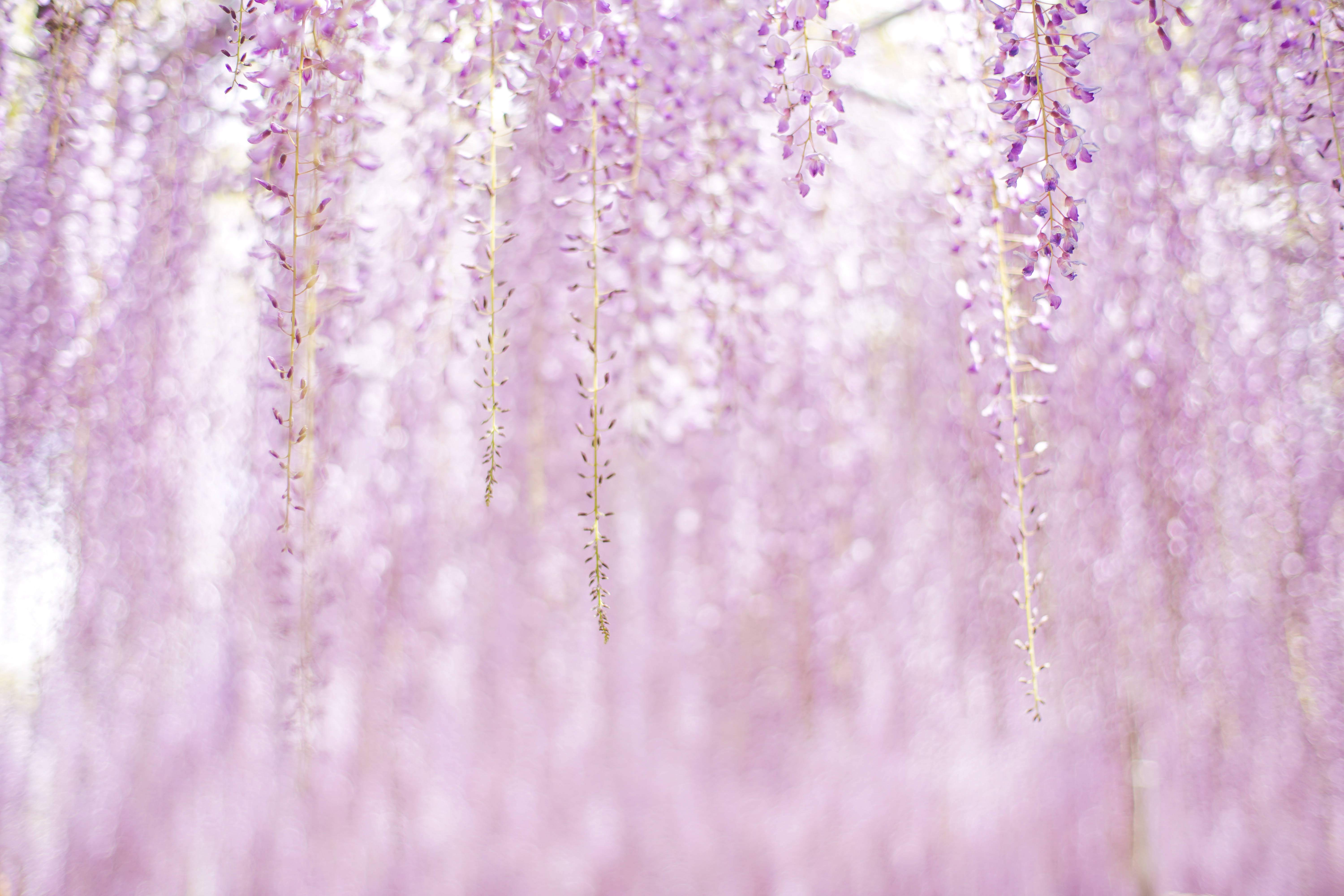 Mga Bulaklak na Lila na Aesthetic Wallpaper