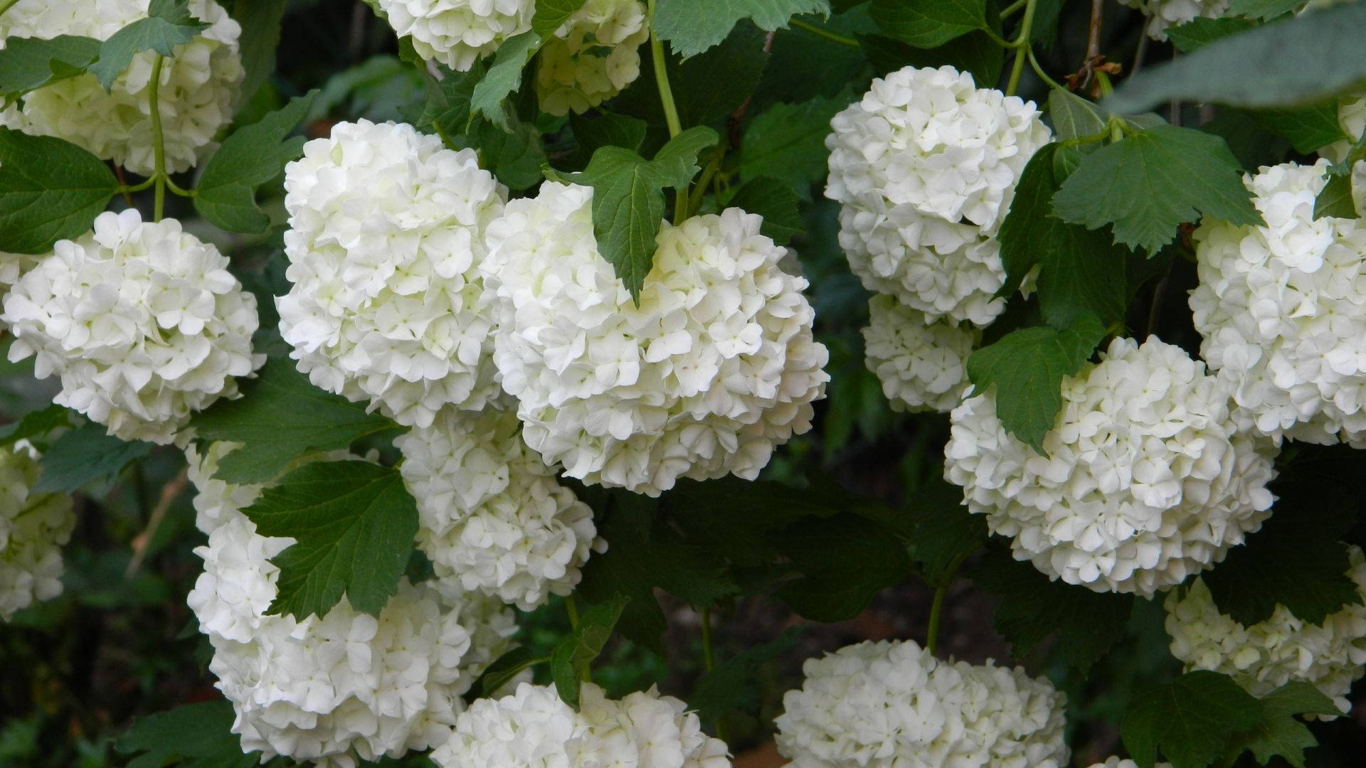 Mga Bulaklak na White Hydrangea Wallpaper