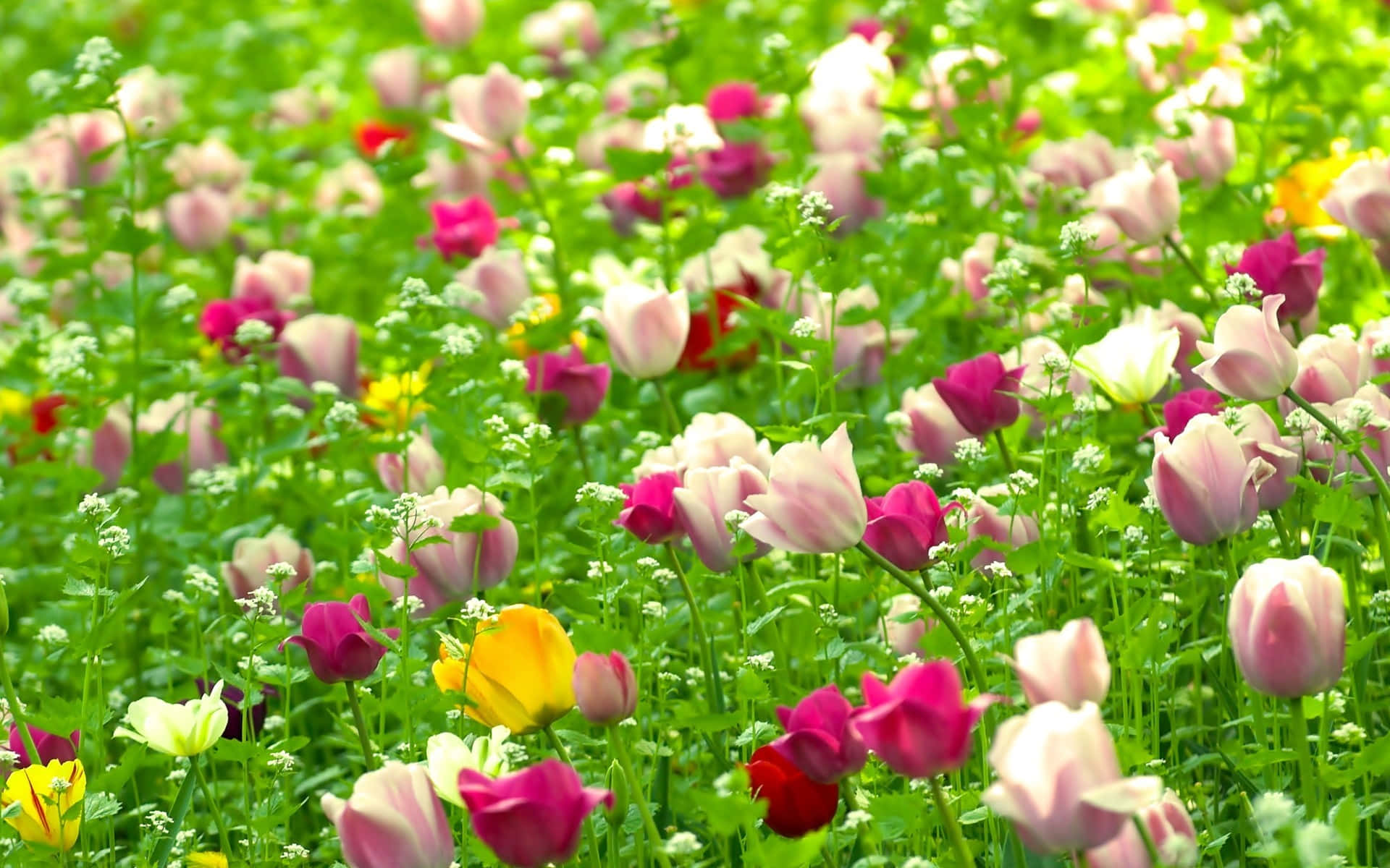 Mga Bulaklak na Pula Puti Rosas Kalikasan Wallpaper