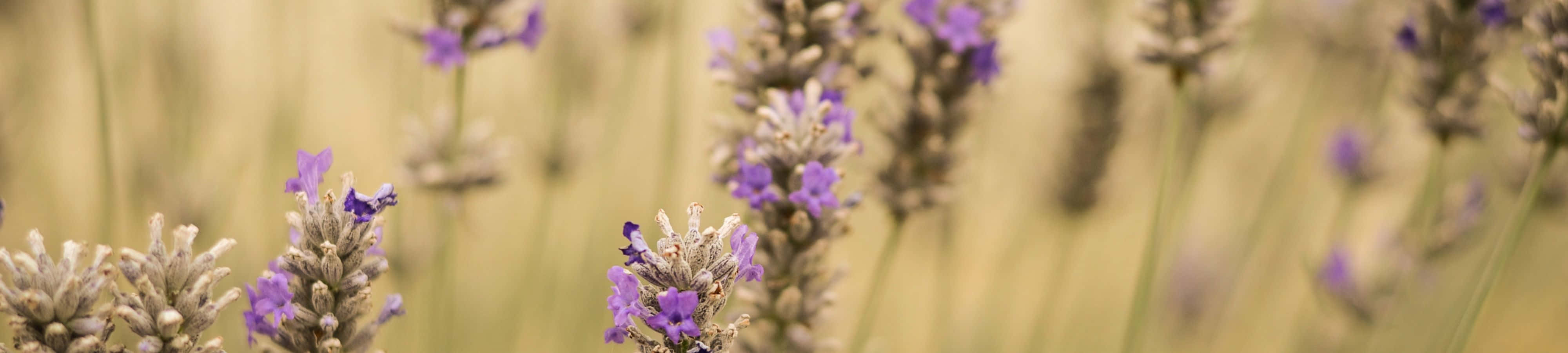 mga bulaklak ng lavender sa isang bukid na may malabong background Wallpaper