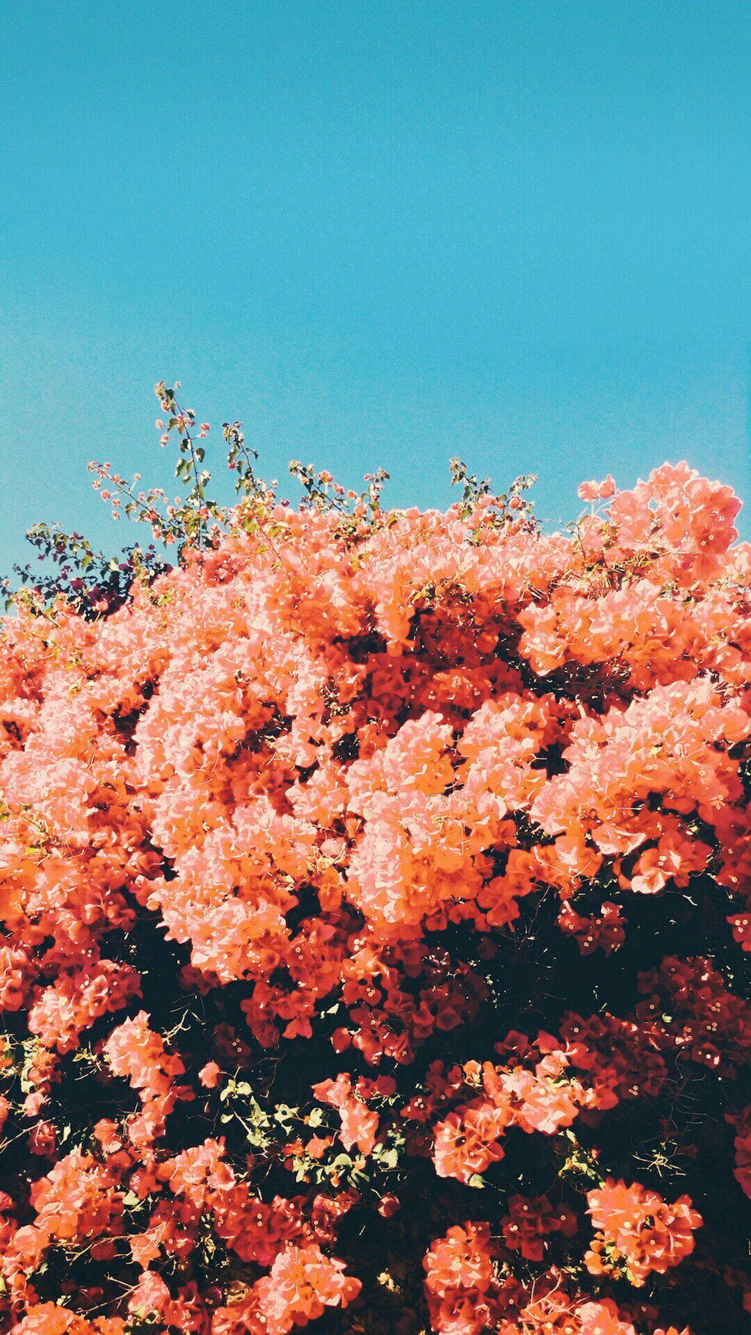Mga Bulaklak sa Ilalim ng Asul na Langit Wallpaper