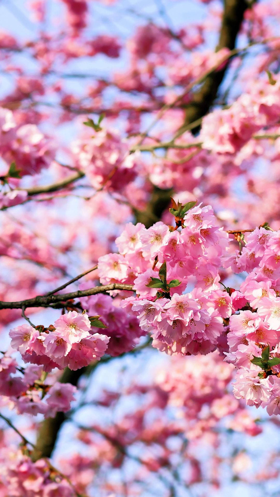 Mga Bungkos ng Bulaklak ng Cherry Blossom Wallpaper