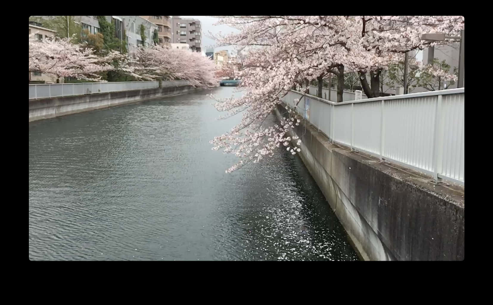 Mga Cherry Blossom sa Ilog Wallpaper