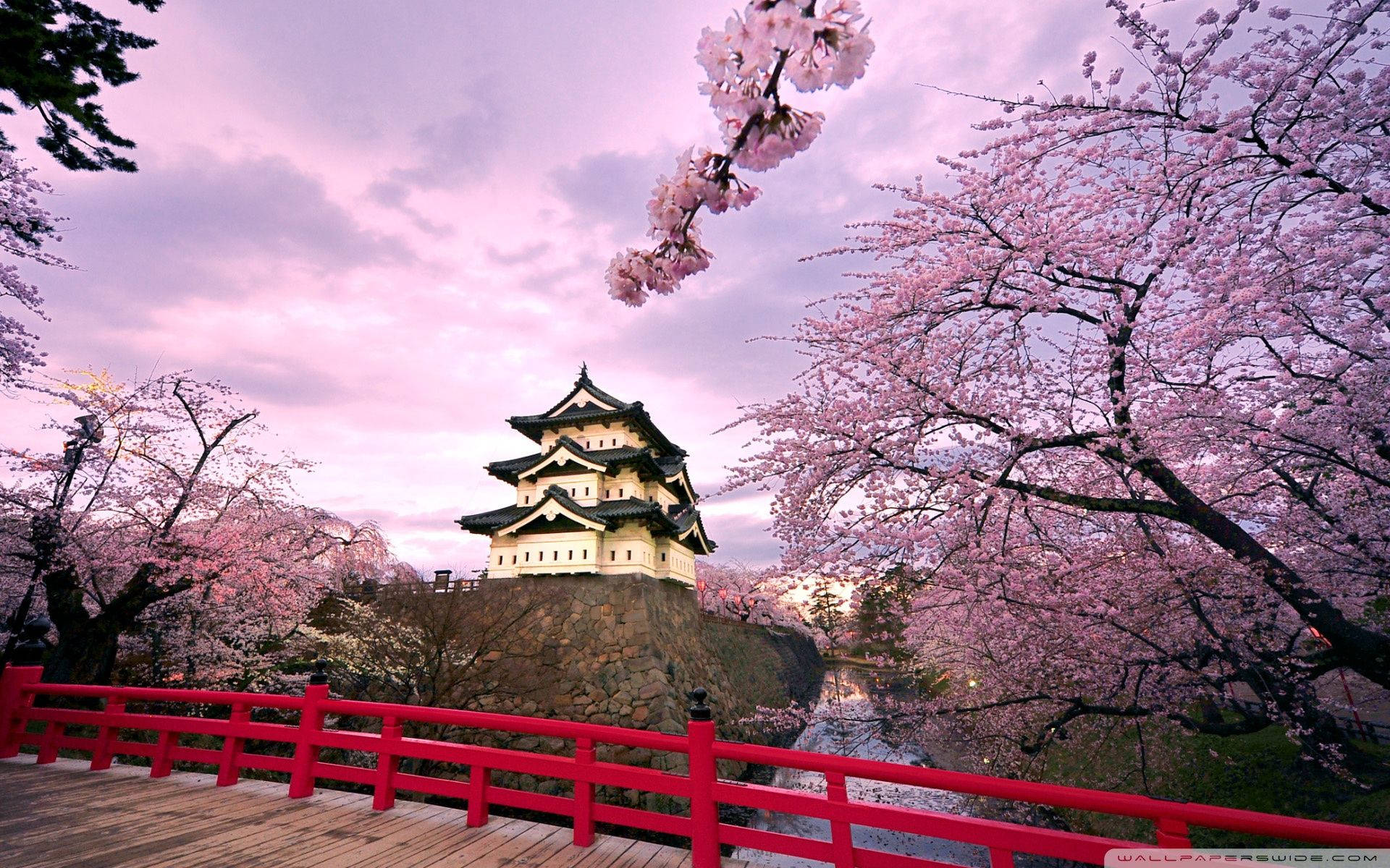 Mga Cherry Blossom sa Japanese Castle Wallpaper