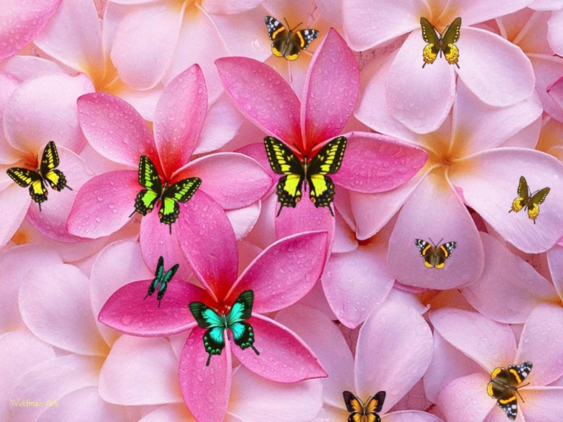 Mga Cute at Pambabaeng Bulaklak at Paru-paro Wallpaper