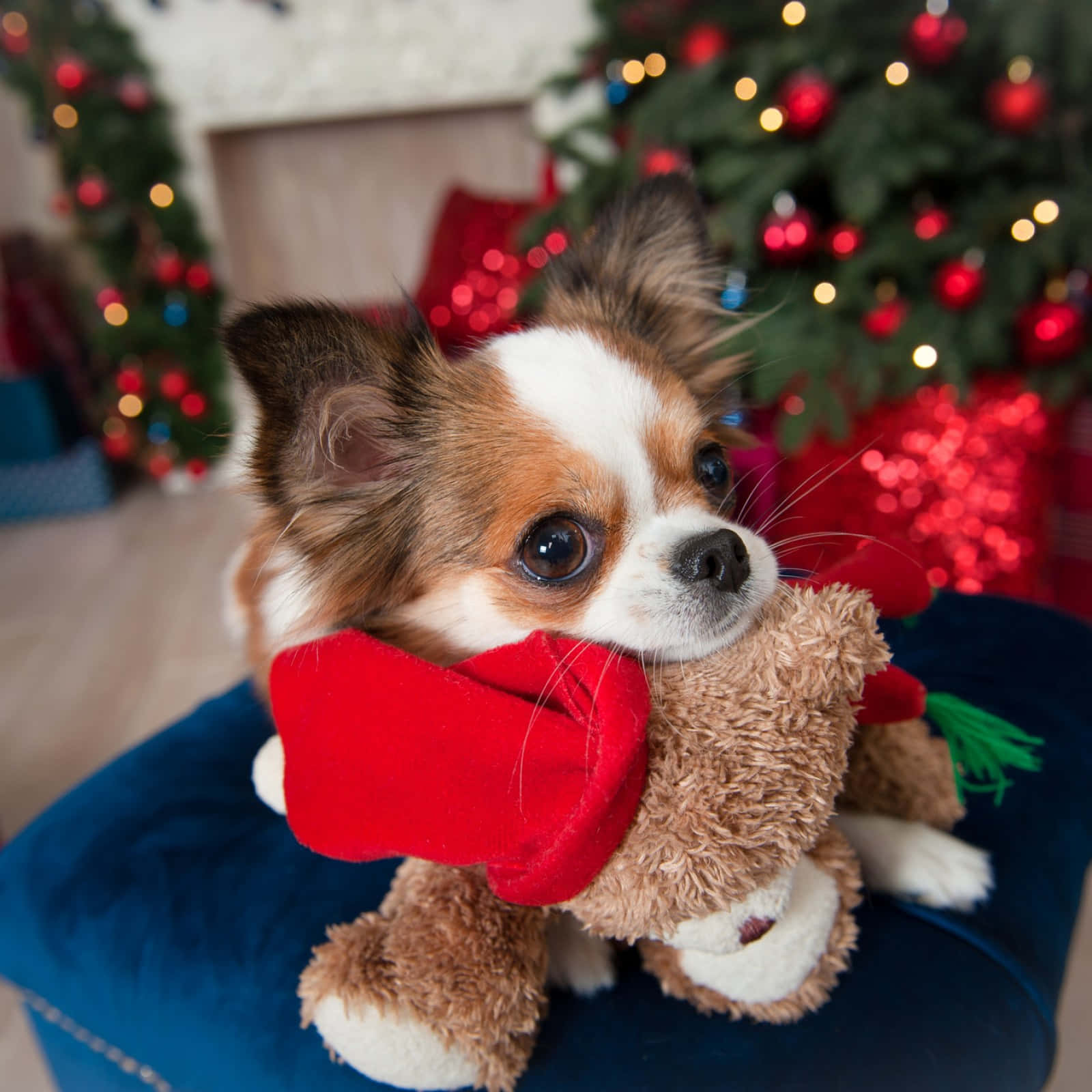 Mga cute na larawan ng Pasko Wallpaper