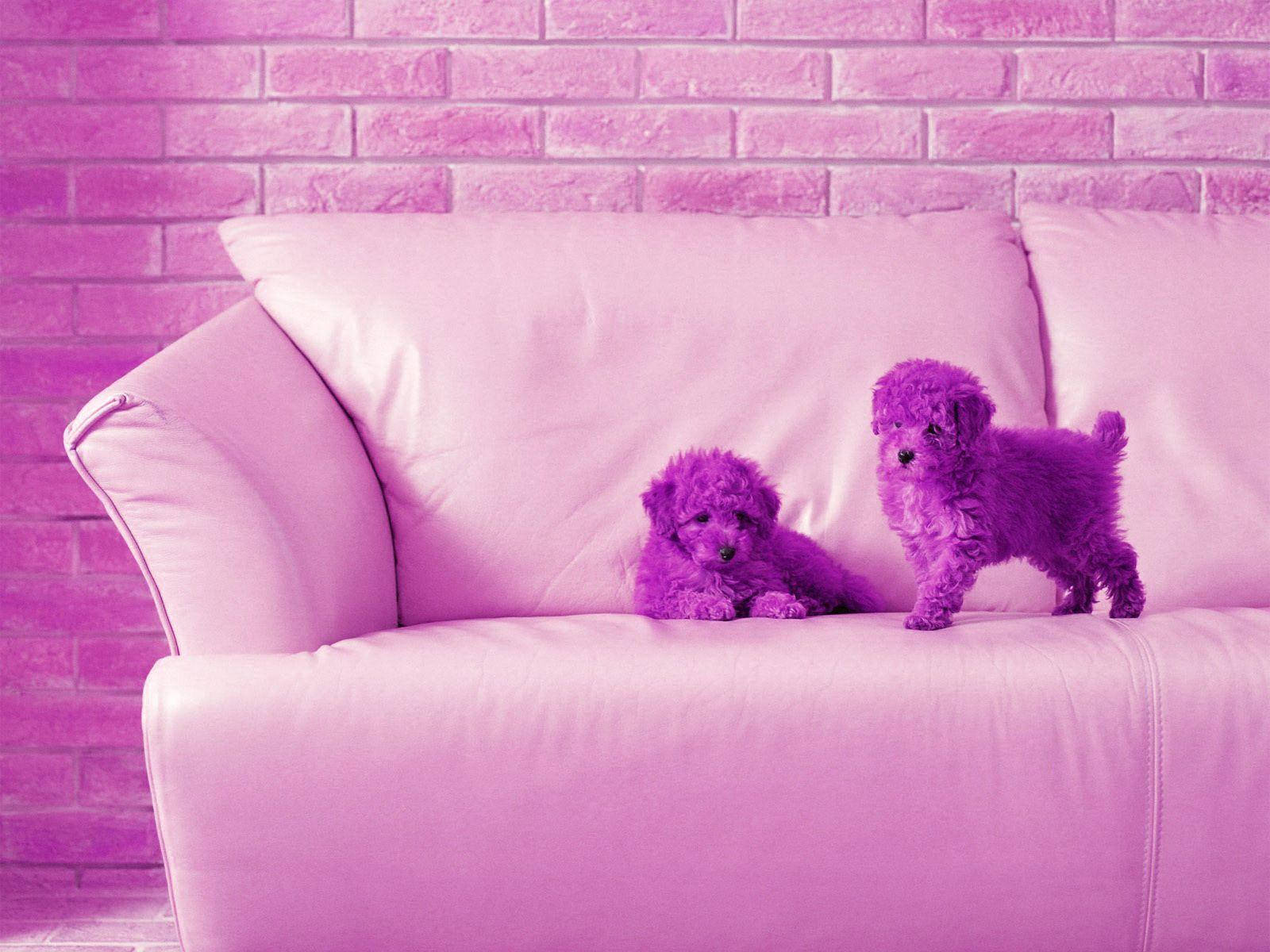 Mga Cute na Purple Bichon Puppy para sa Desktop Wallpaper