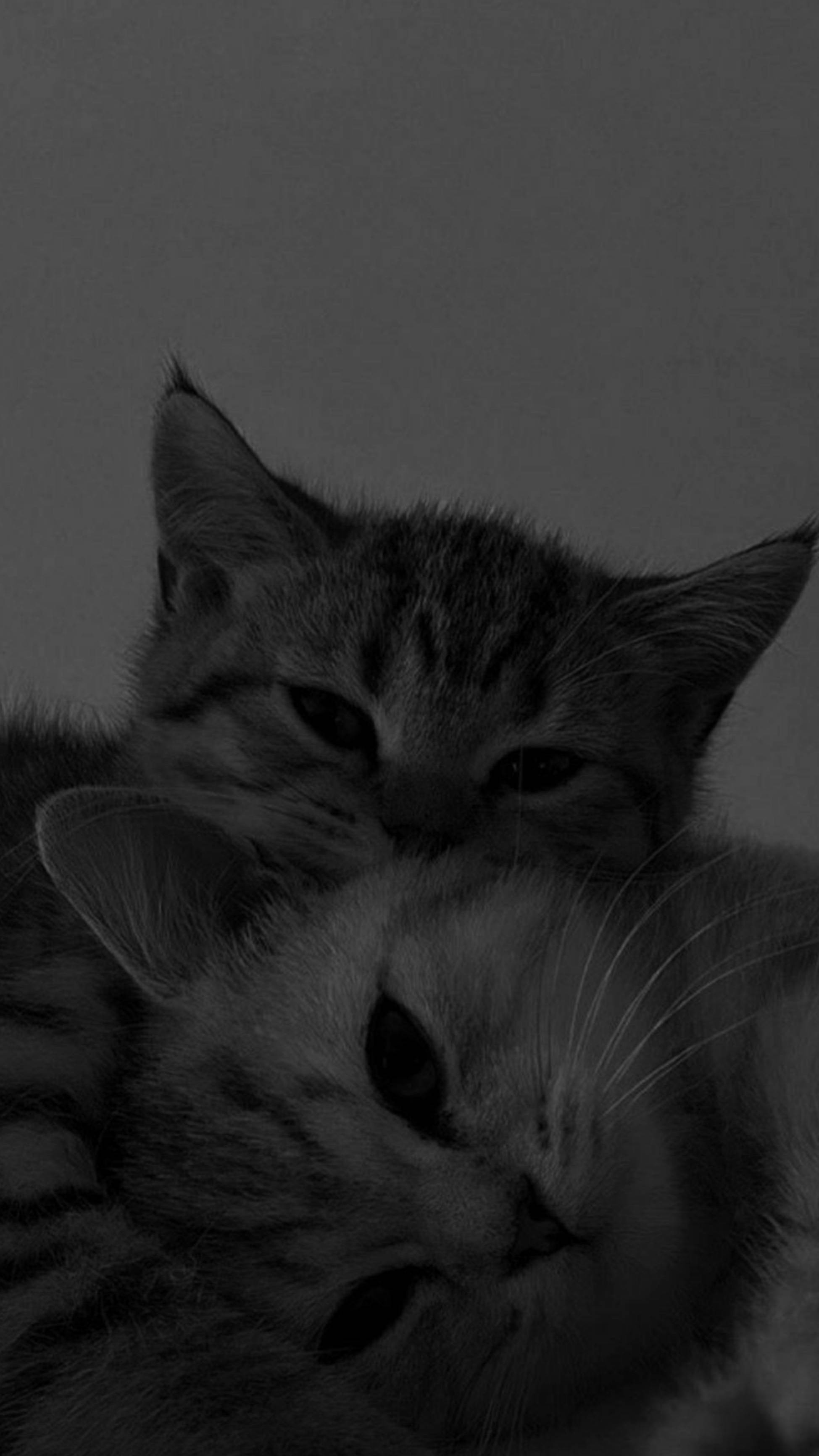 Mga Cute na Pusa na Magkasamang Nagkukulitan Wallpaper
