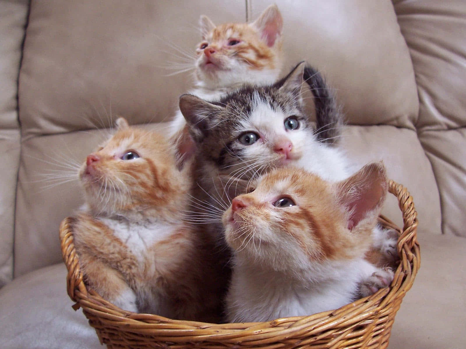 Mga Cute na Pusa sa Loob ng Basket Wallpaper