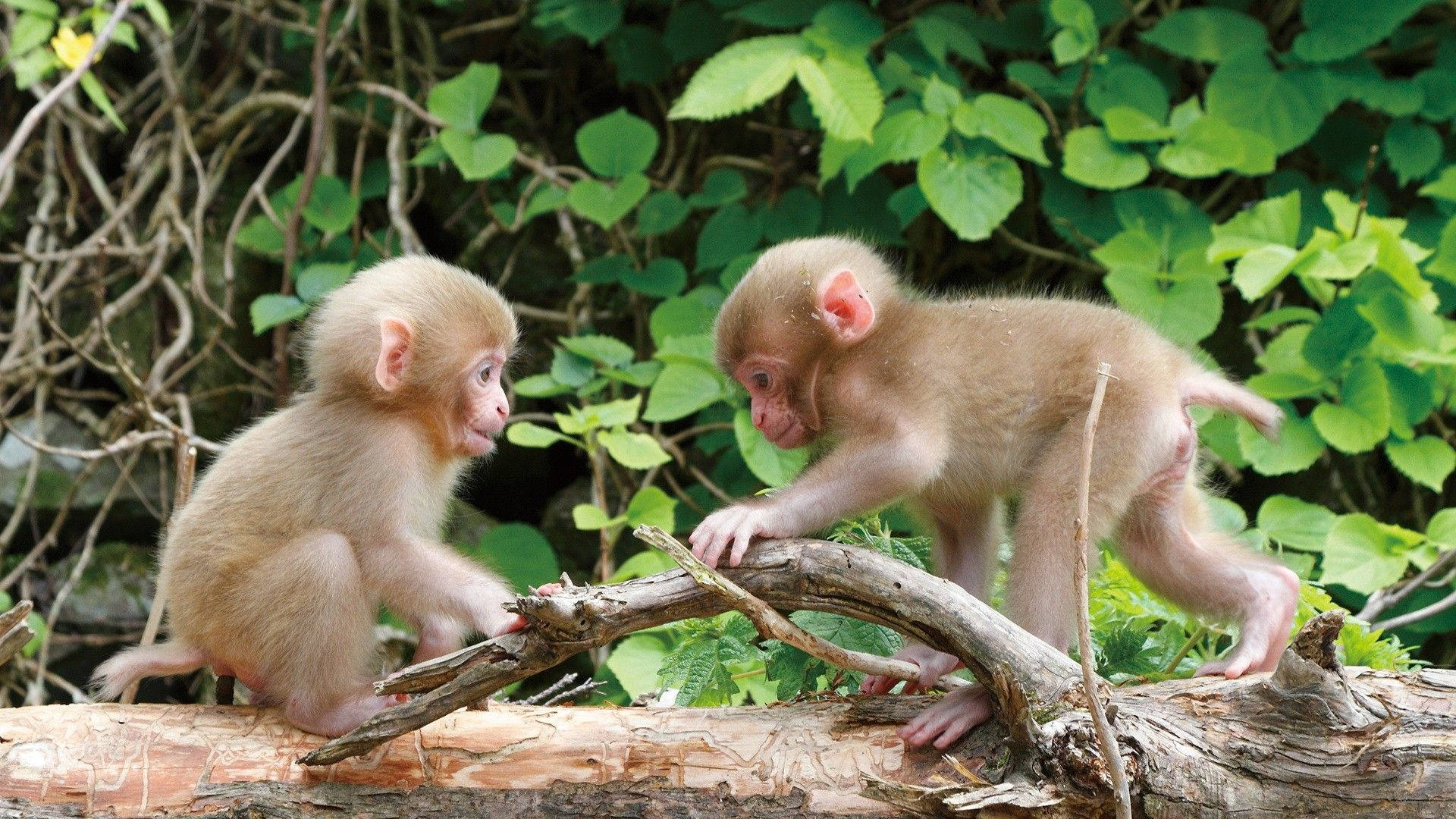 Mga Cute na Unggoy na Naglalaro Wallpaper