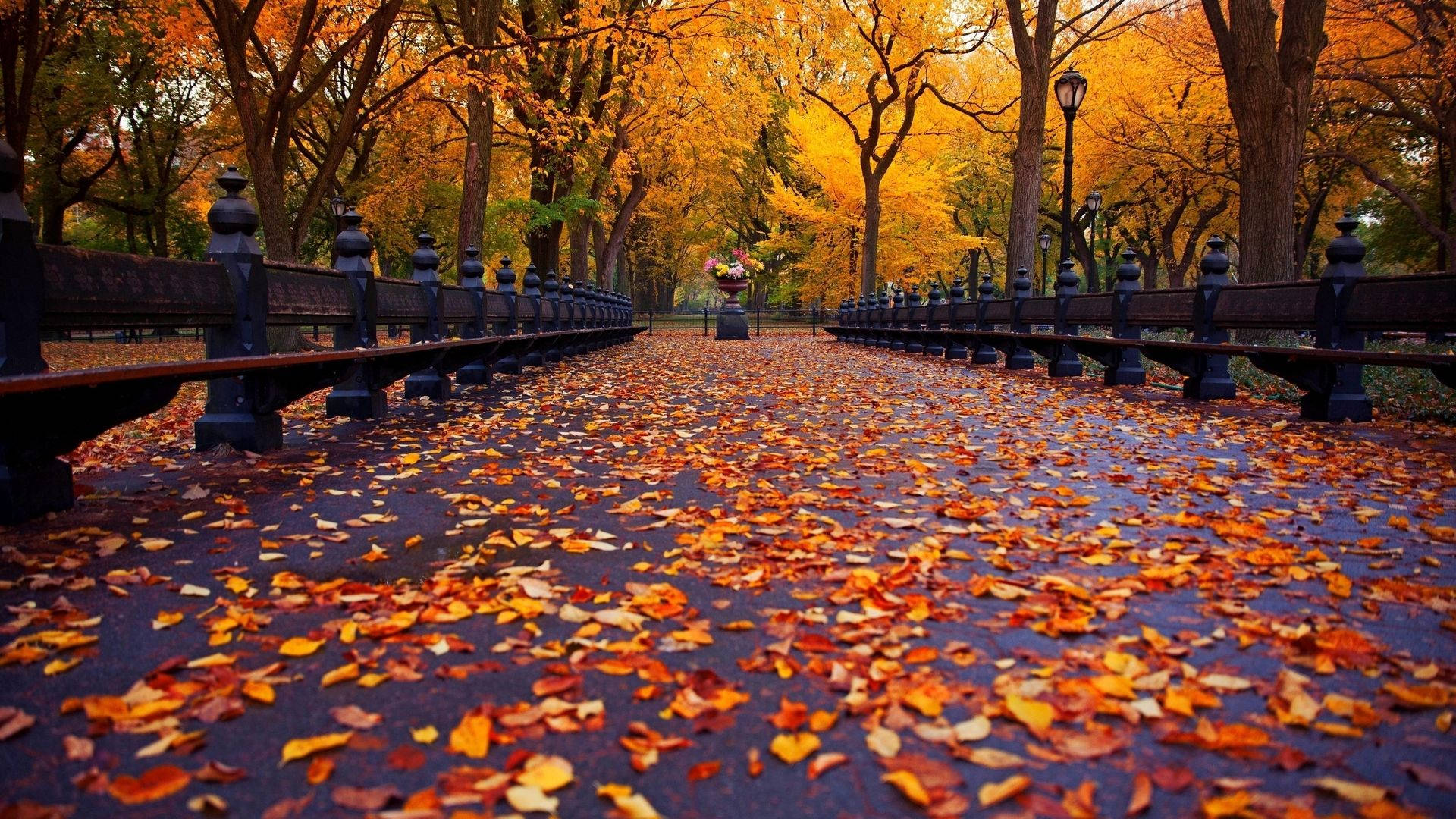 Mga Dahon ng Maple ng Taglagas Wallpaper