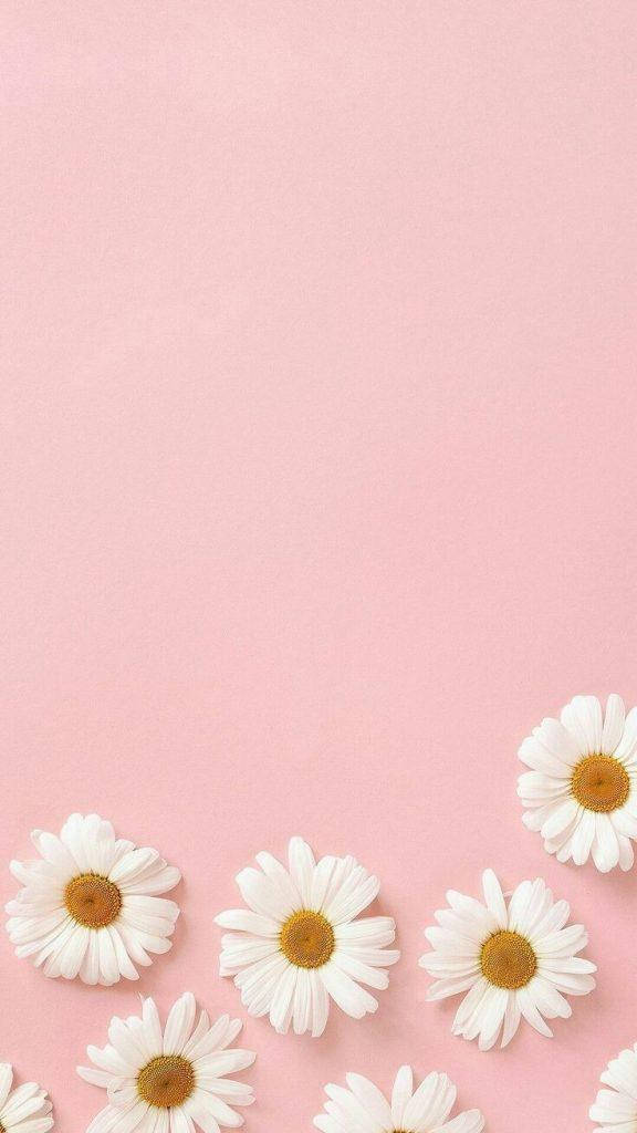 Mga Daisies na Kulay Rosas na Magandang Aesthetic Wallpaper