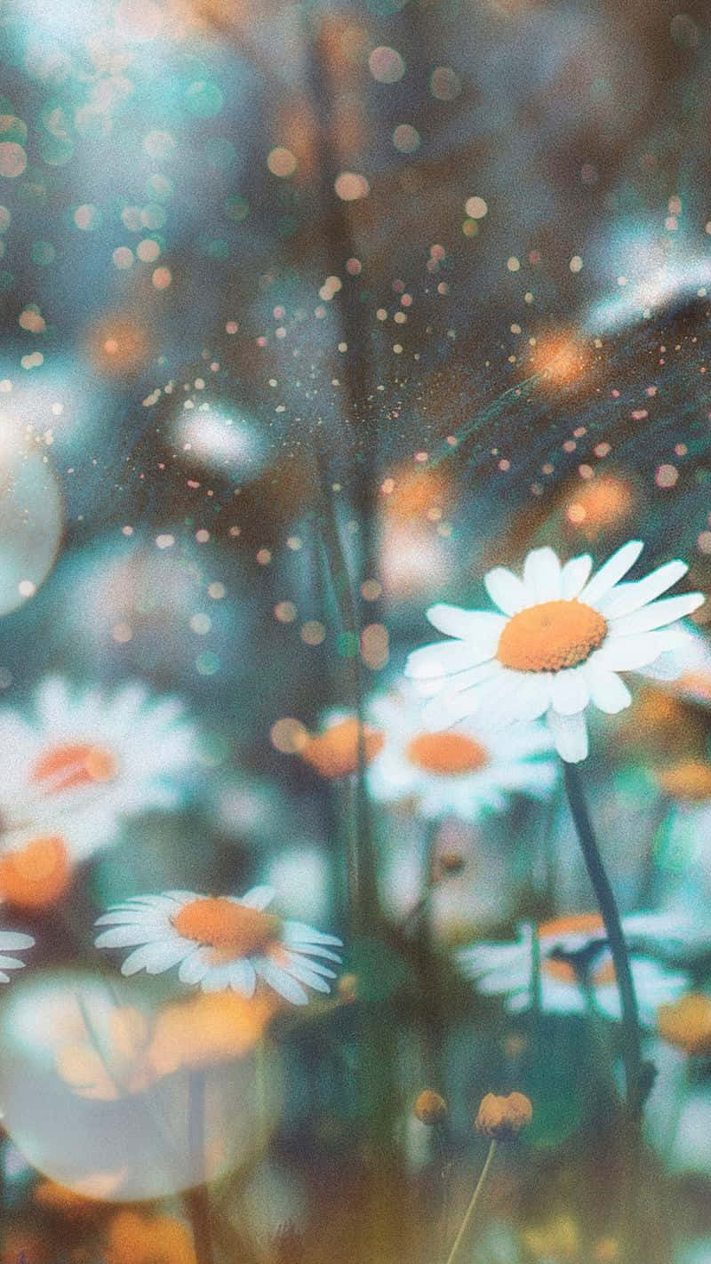 mga daisy sa parang na may malabong background Wallpaper