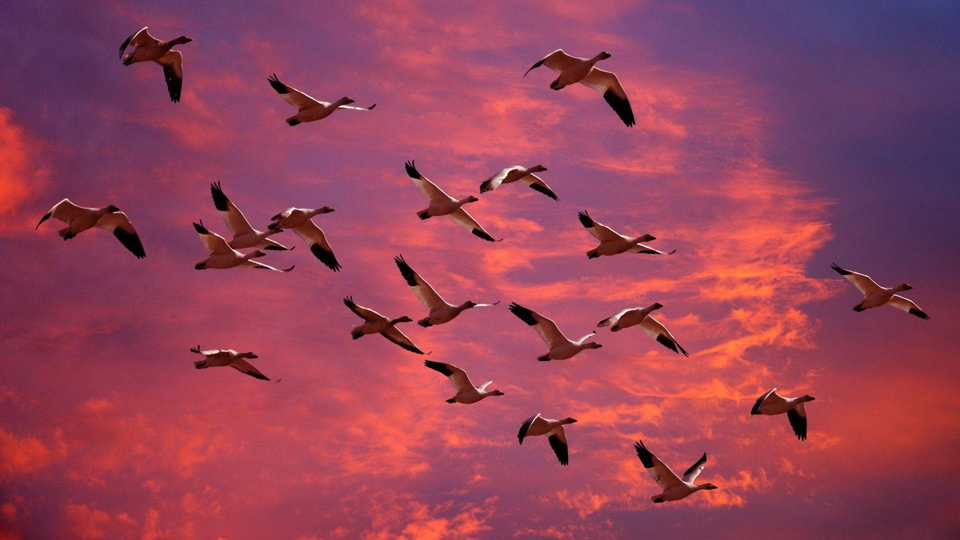 Mga Gansa na Lumilipad sa Lila-Kulay-rosas na Langit Wallpaper