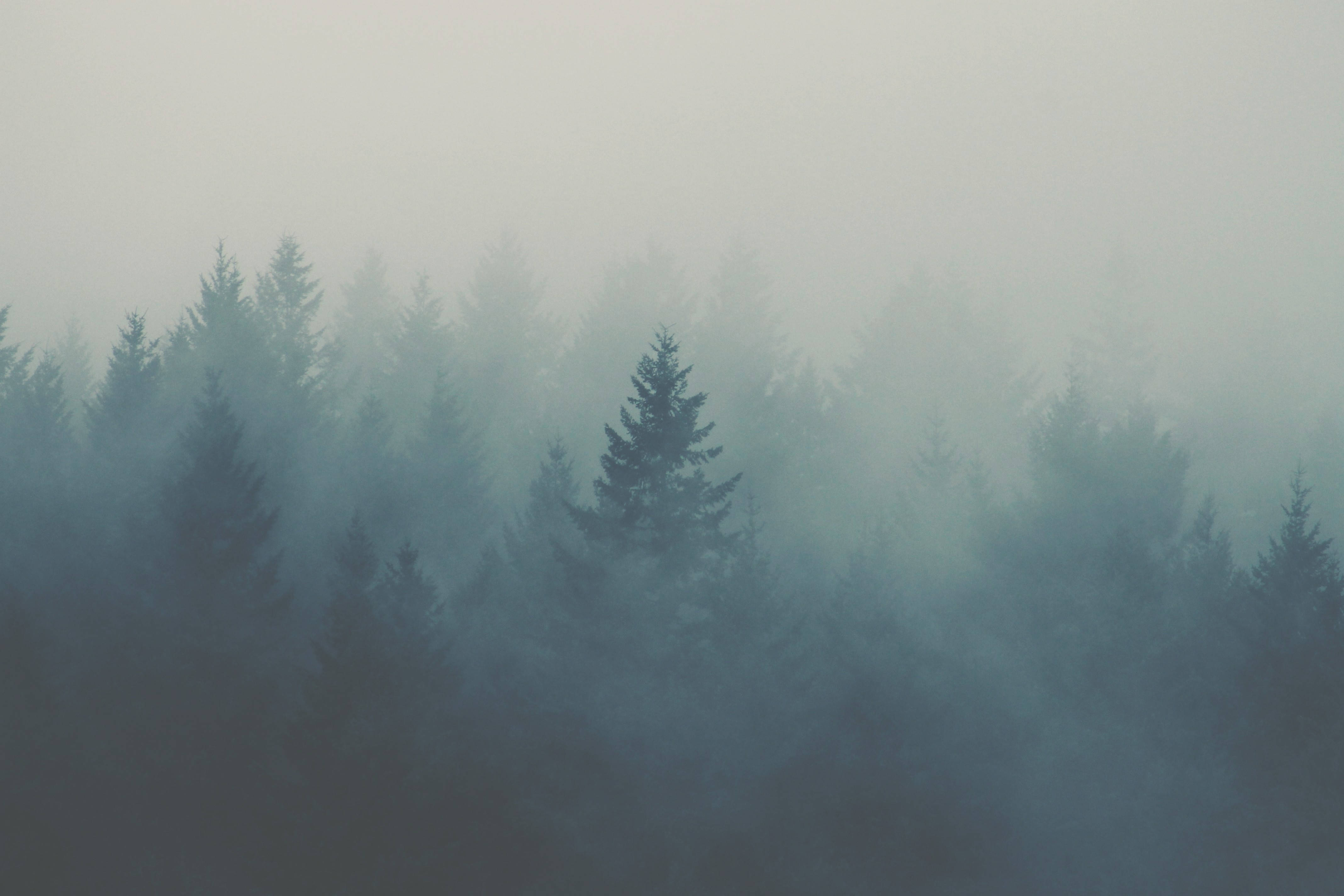 Mga Iconic na Puno ng Pine sa Maulap na Kagubatan Wallpaper