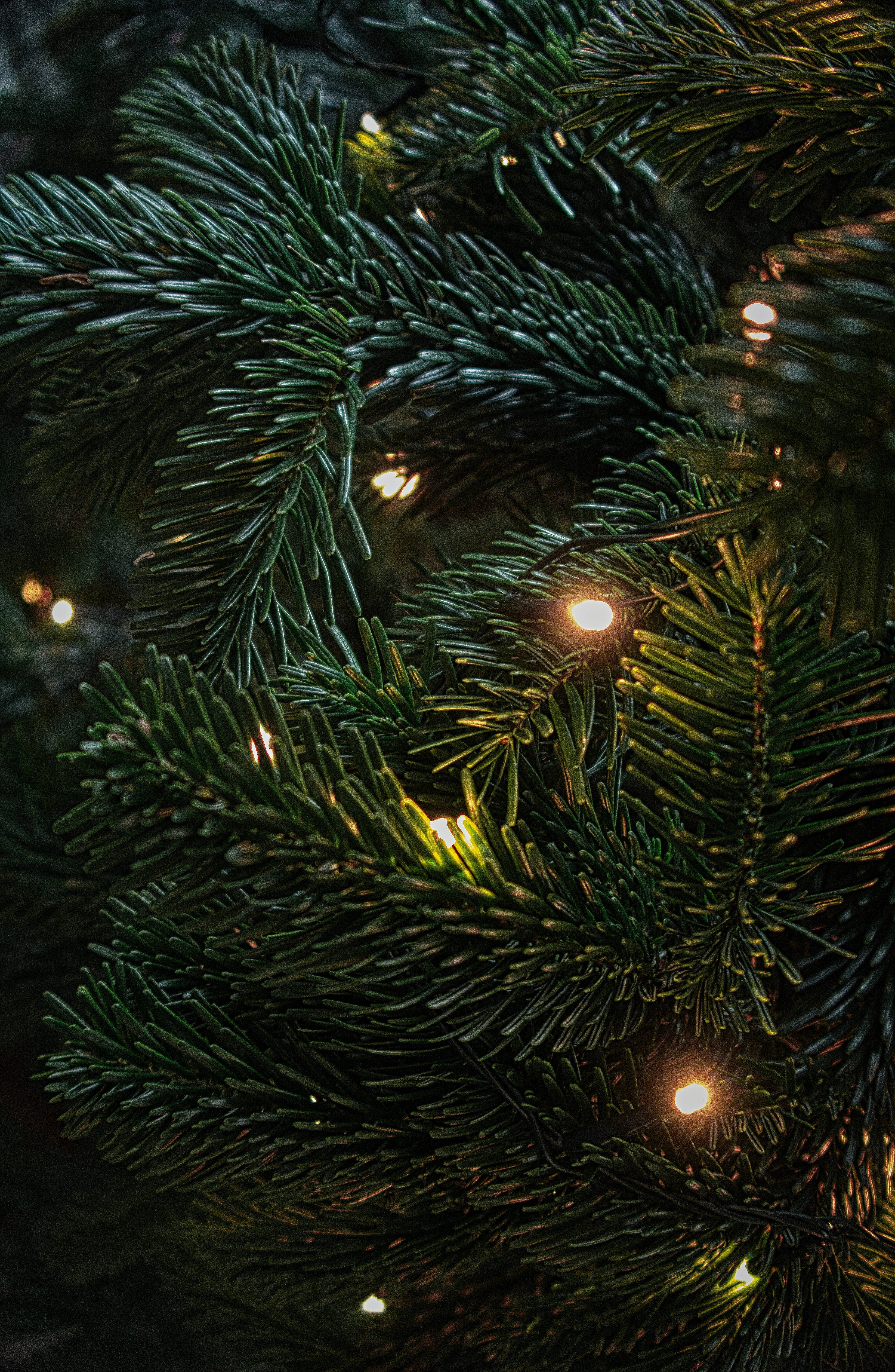 Mga Ilaw ng Pasko na Mataas ang Resolusyon Wallpaper