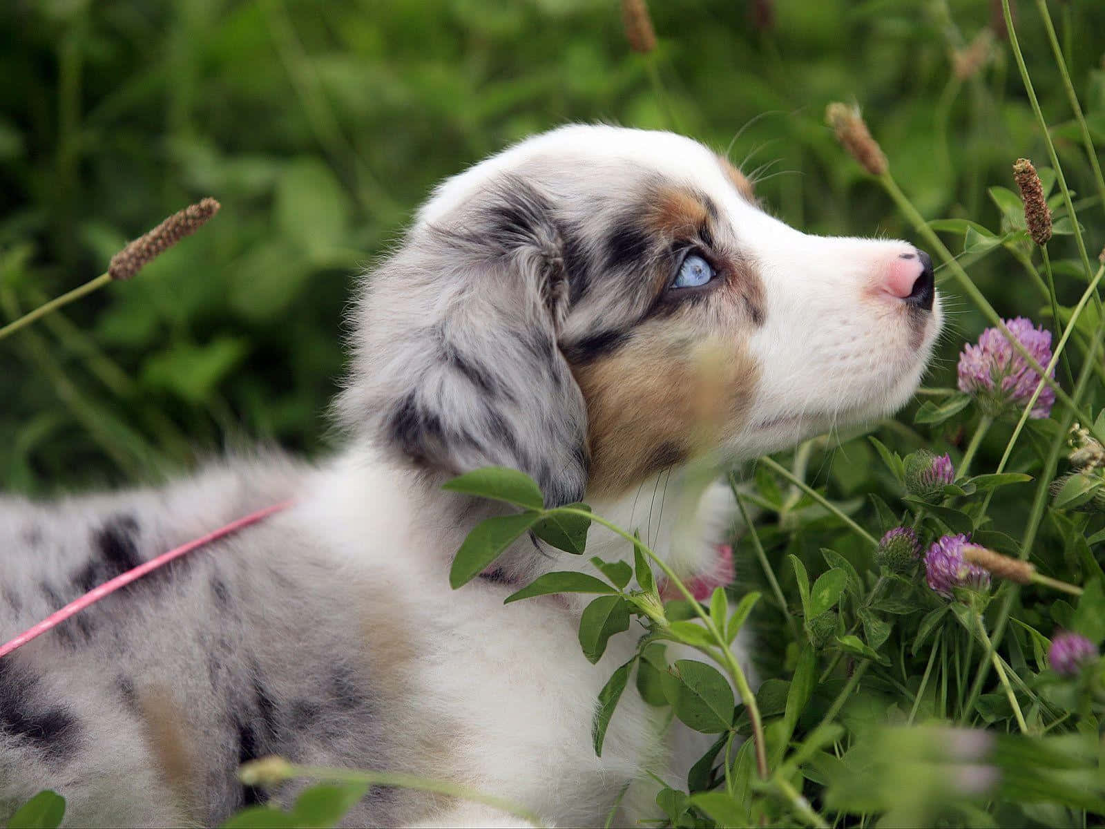 Mga Kaakit-akit na Tuta ng Australian Shepherd Wallpaper