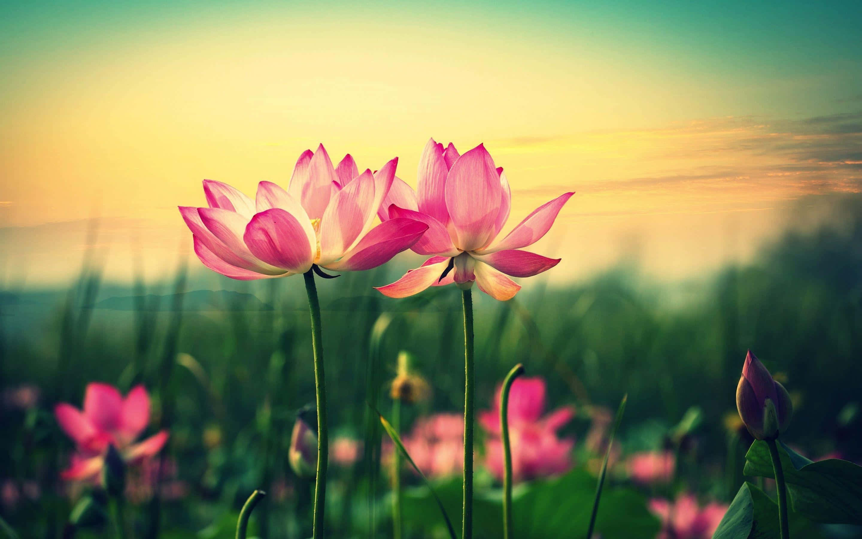 Mga larawan ng Bulaklak ng Lotus Wallpaper