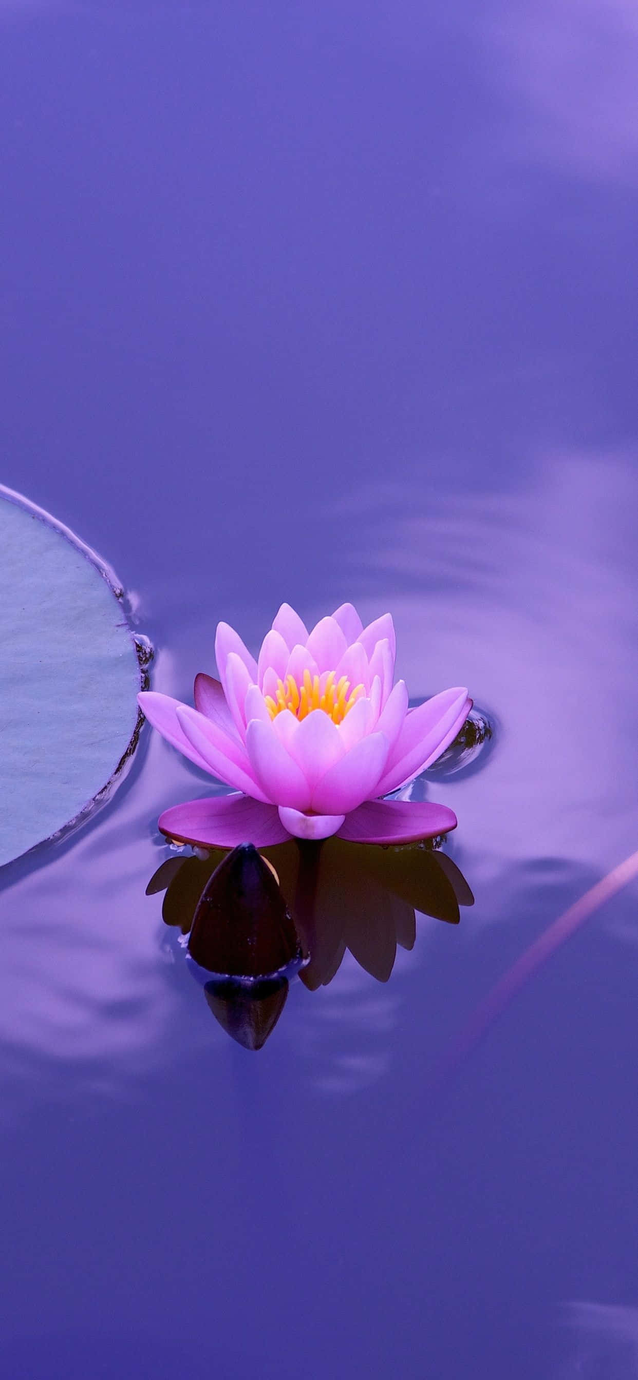 Mga Larawan ng Bulaklak ng Lotus Wallpaper
