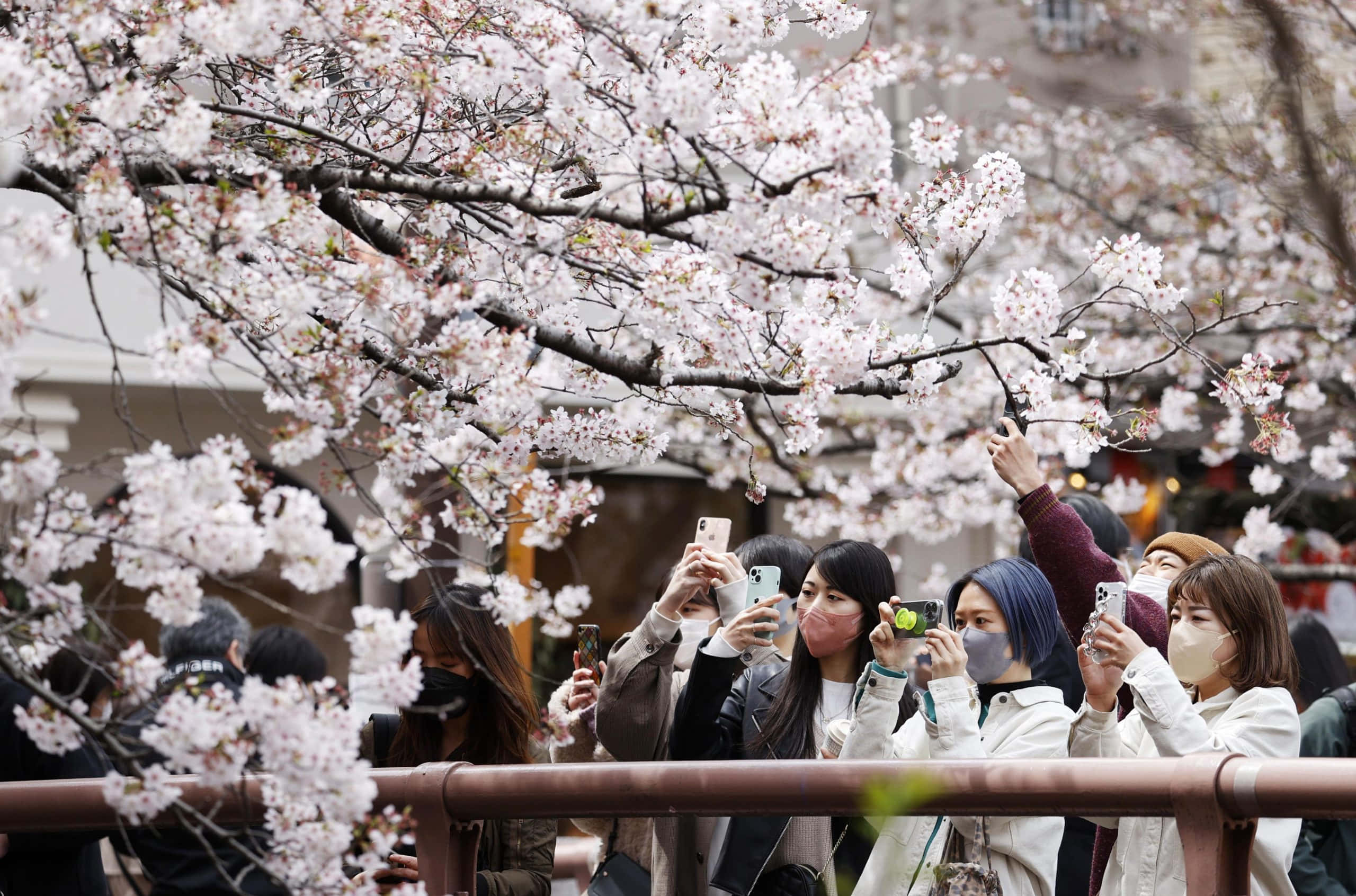 Mga larawan ng Cherry Blossom Wallpaper