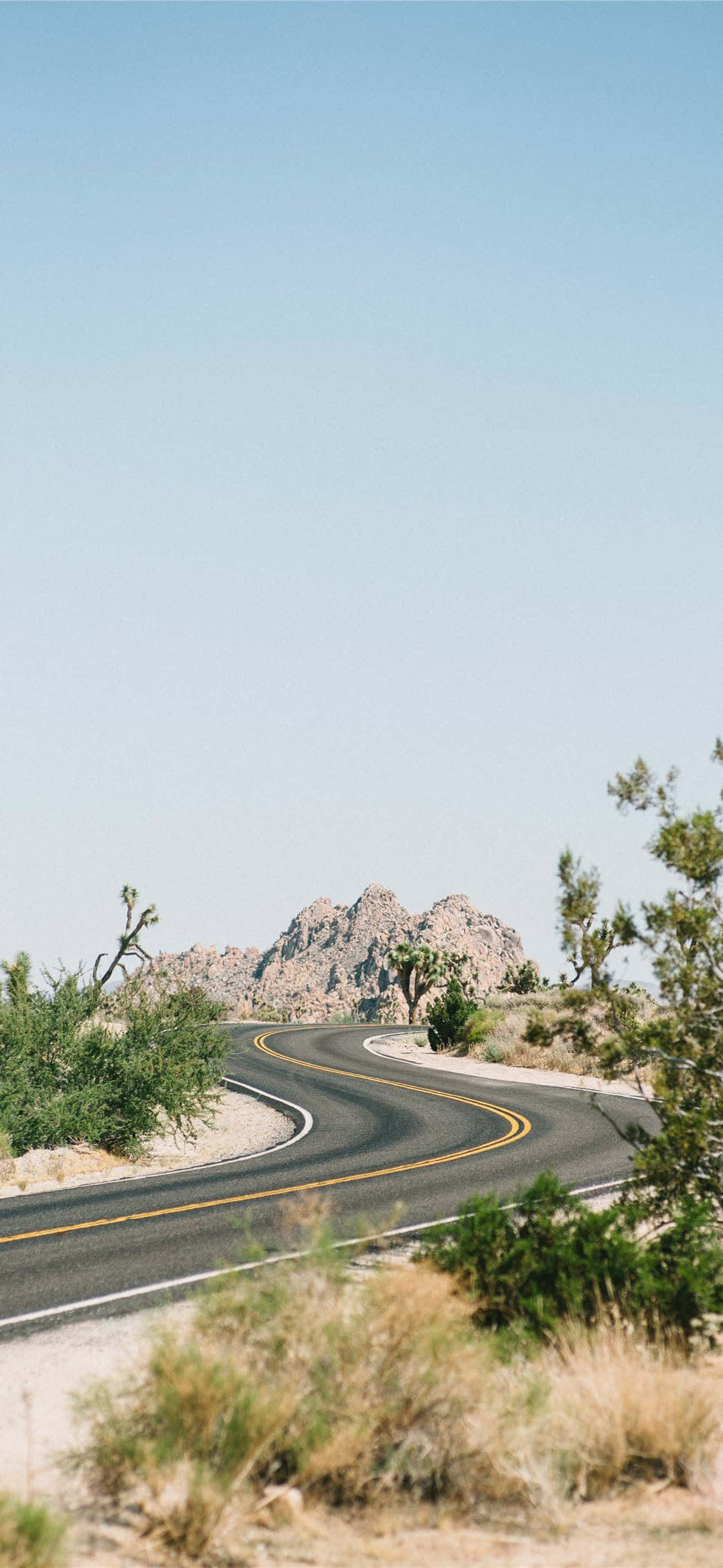 Mga Larawan ng Joshua Tree Sa Tabi ng Daan Wallpaper