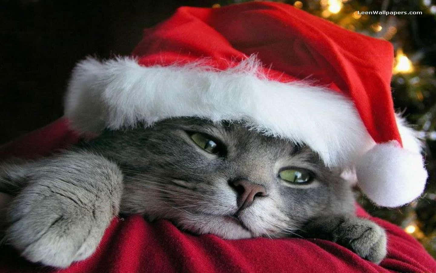 Mga larawan ng Pasko na cute Wallpaper