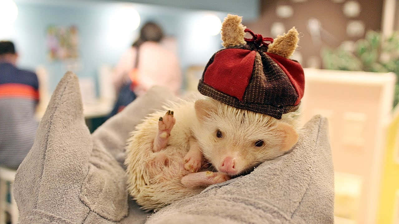 Mga larawan ng Pasko na cute Wallpaper