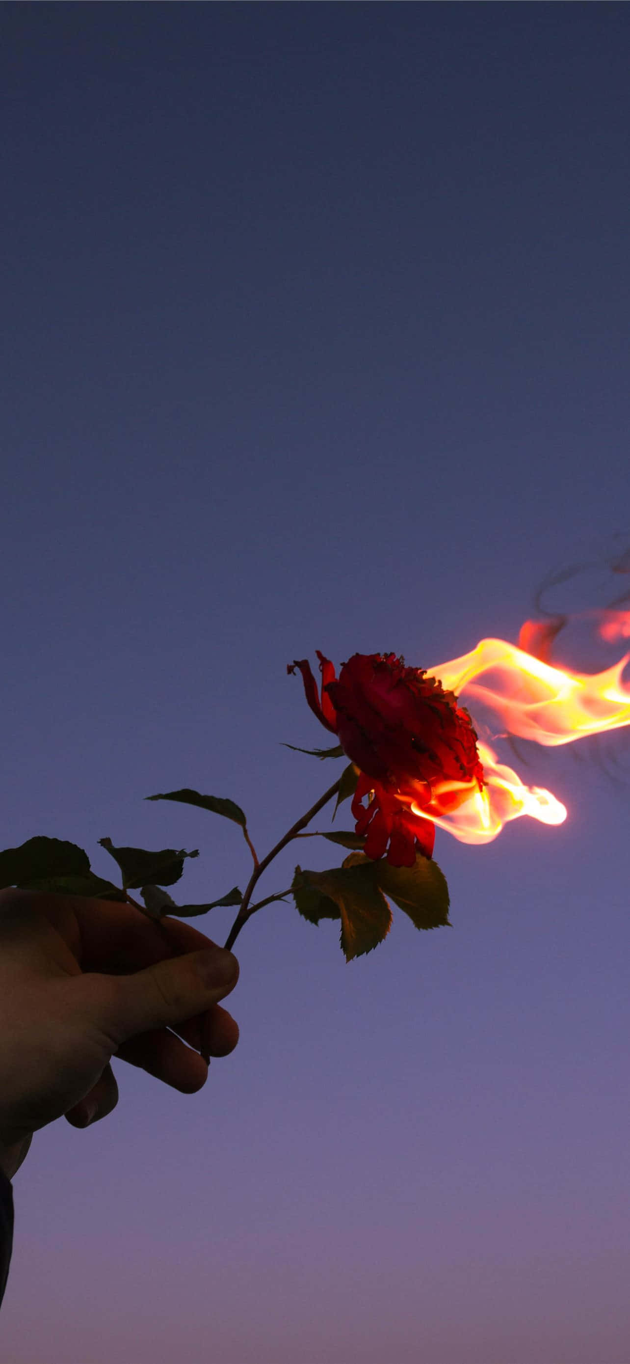 Mga Larawan ng Pulang Bulaklak Wallpaper