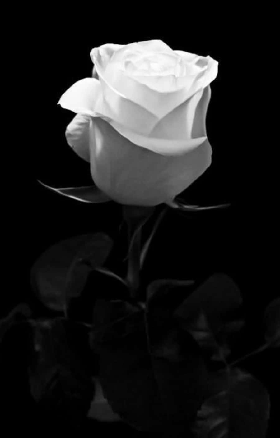 Mga Larawan ng Puti na Rosas B&W Wallpaper