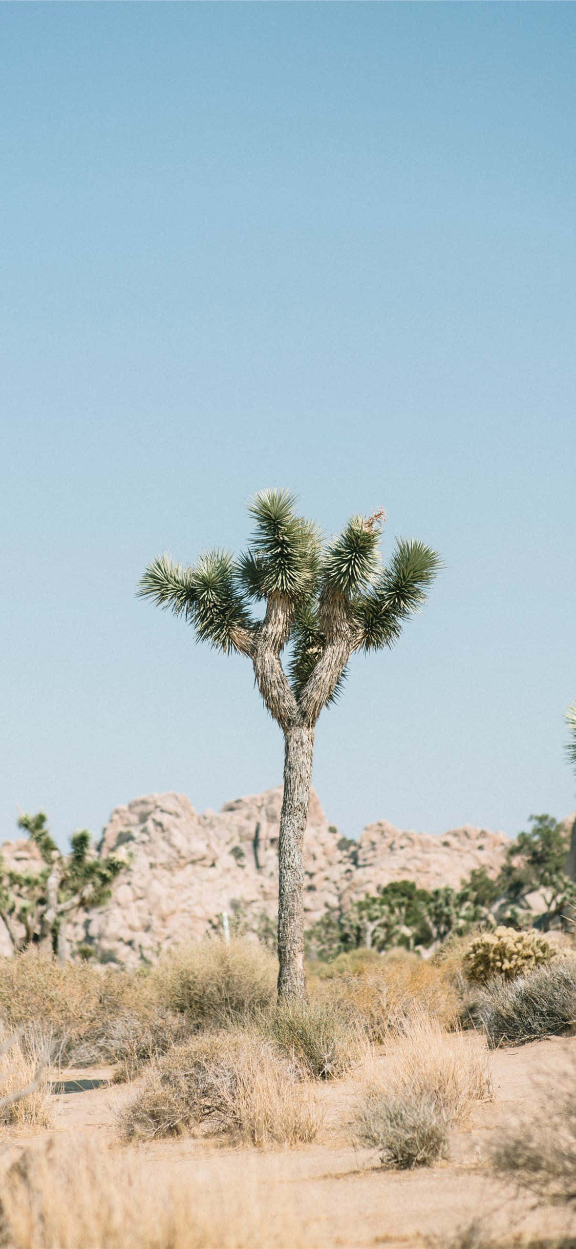 Mga Larawan ng Solo na Joshua Tree Wallpaper