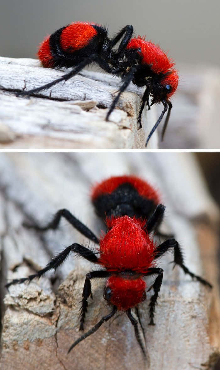 Mga larawan ng wasp Wallpaper