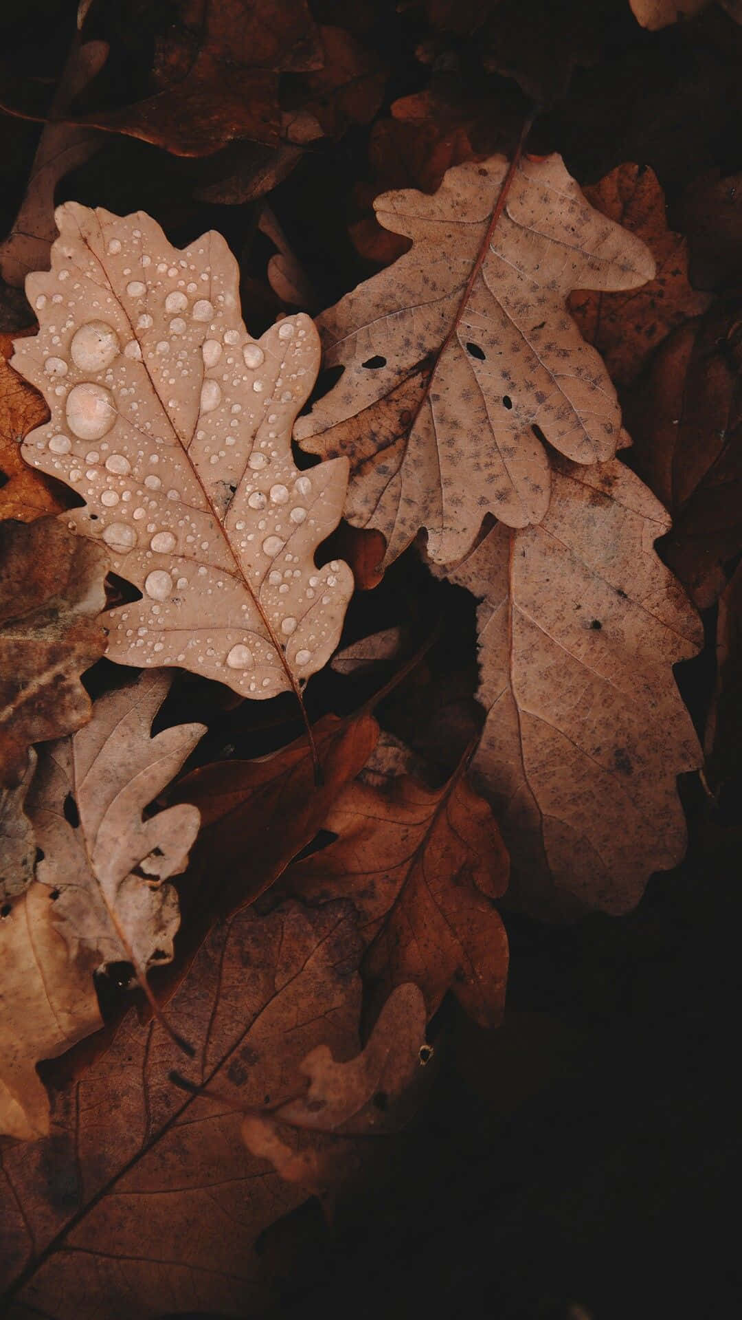 Mga larawang Aesthetic na Light Brown Wallpaper