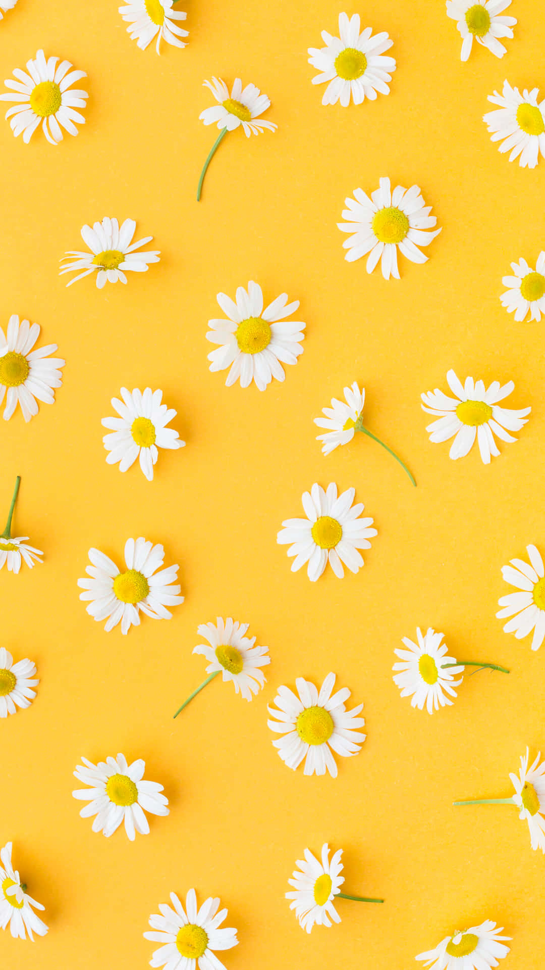 Mga Larawang Aesthetic ng Dilaw na Daisies Wallpaper