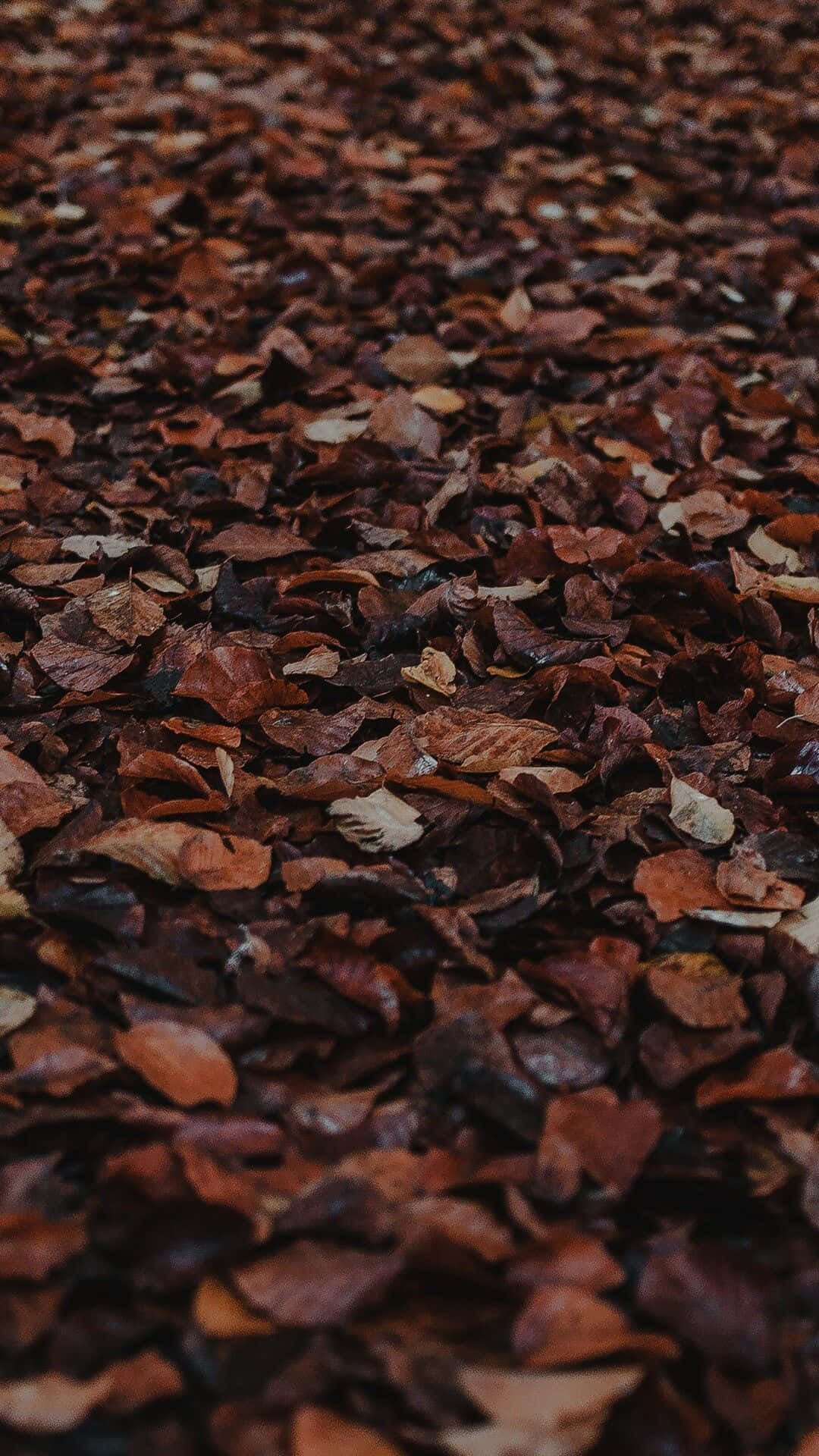Mga larawang may light brown na aesthetic Wallpaper