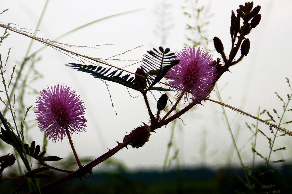 Mga Ligaw na Bulaklak na Mimosa Wallpaper