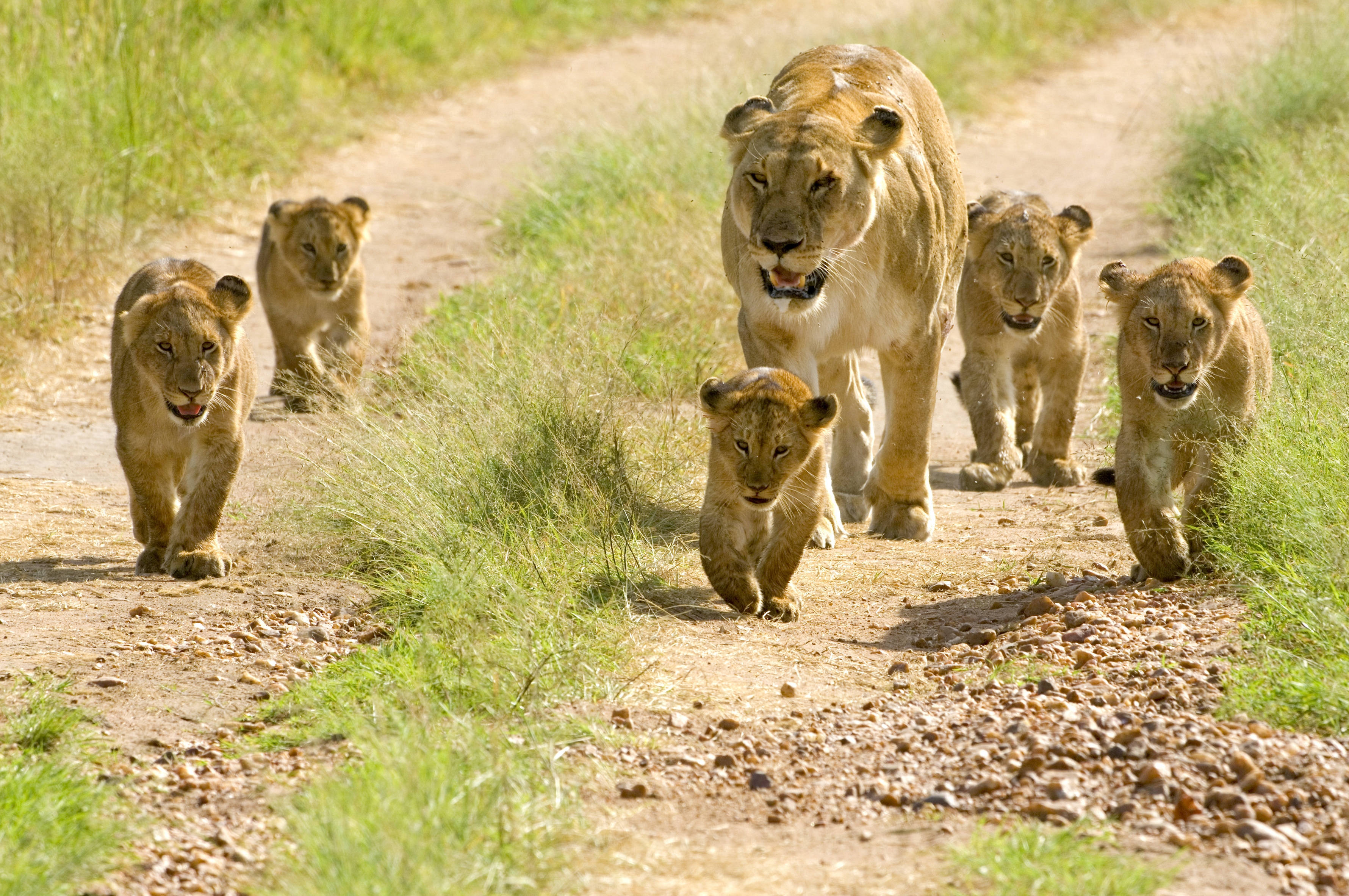 Mga Lion Cub sa Ilang Wallpaper