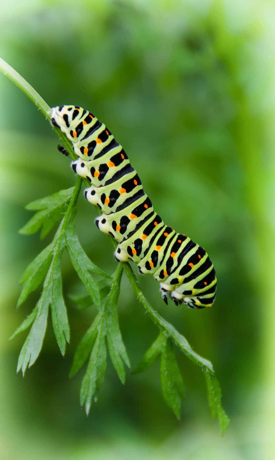 Mga Luntang Uod na Kulay Berde Wallpaper
