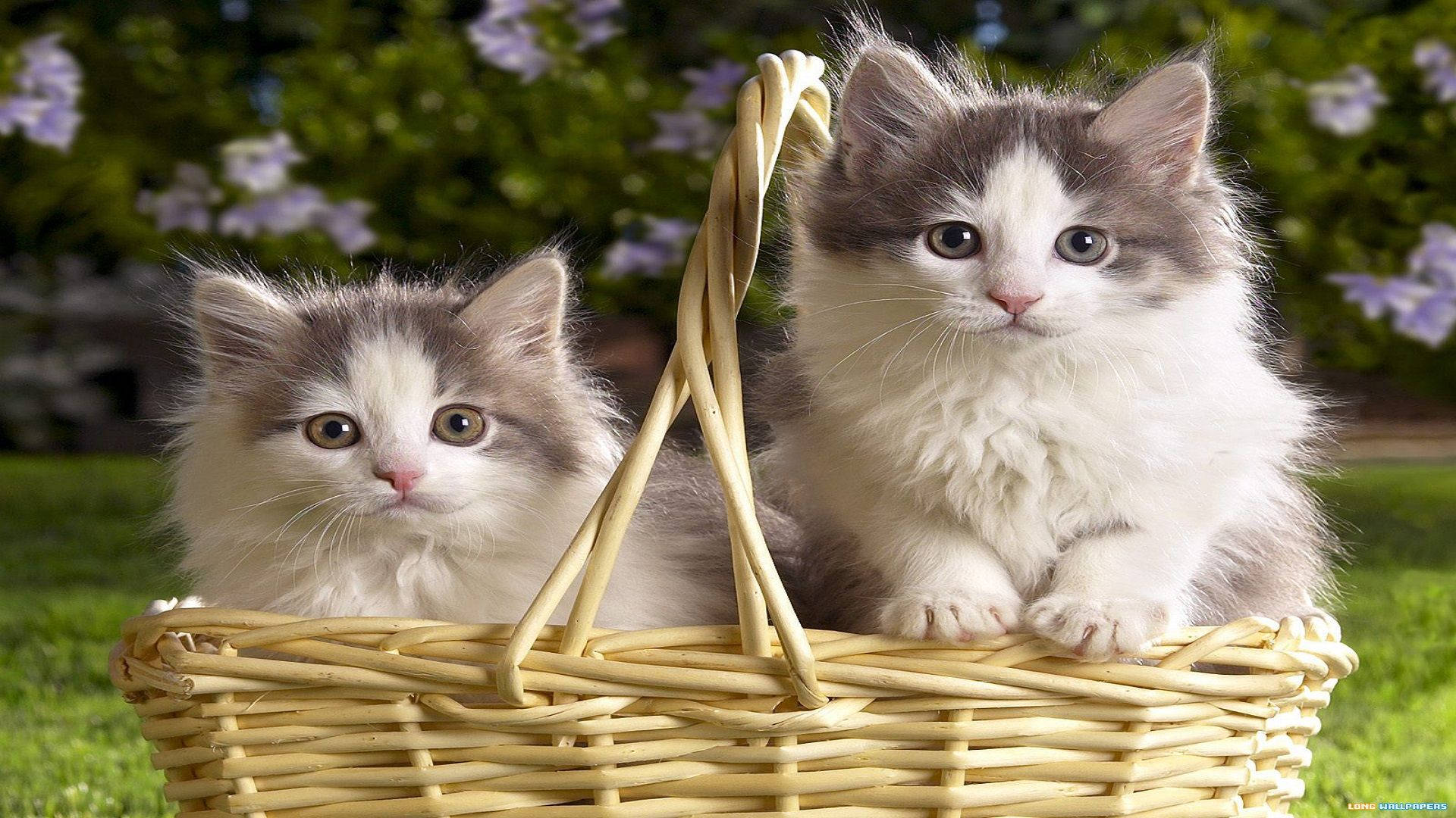 Mga Magagandang Pusa sa Basket ng Prutas Wallpaper
