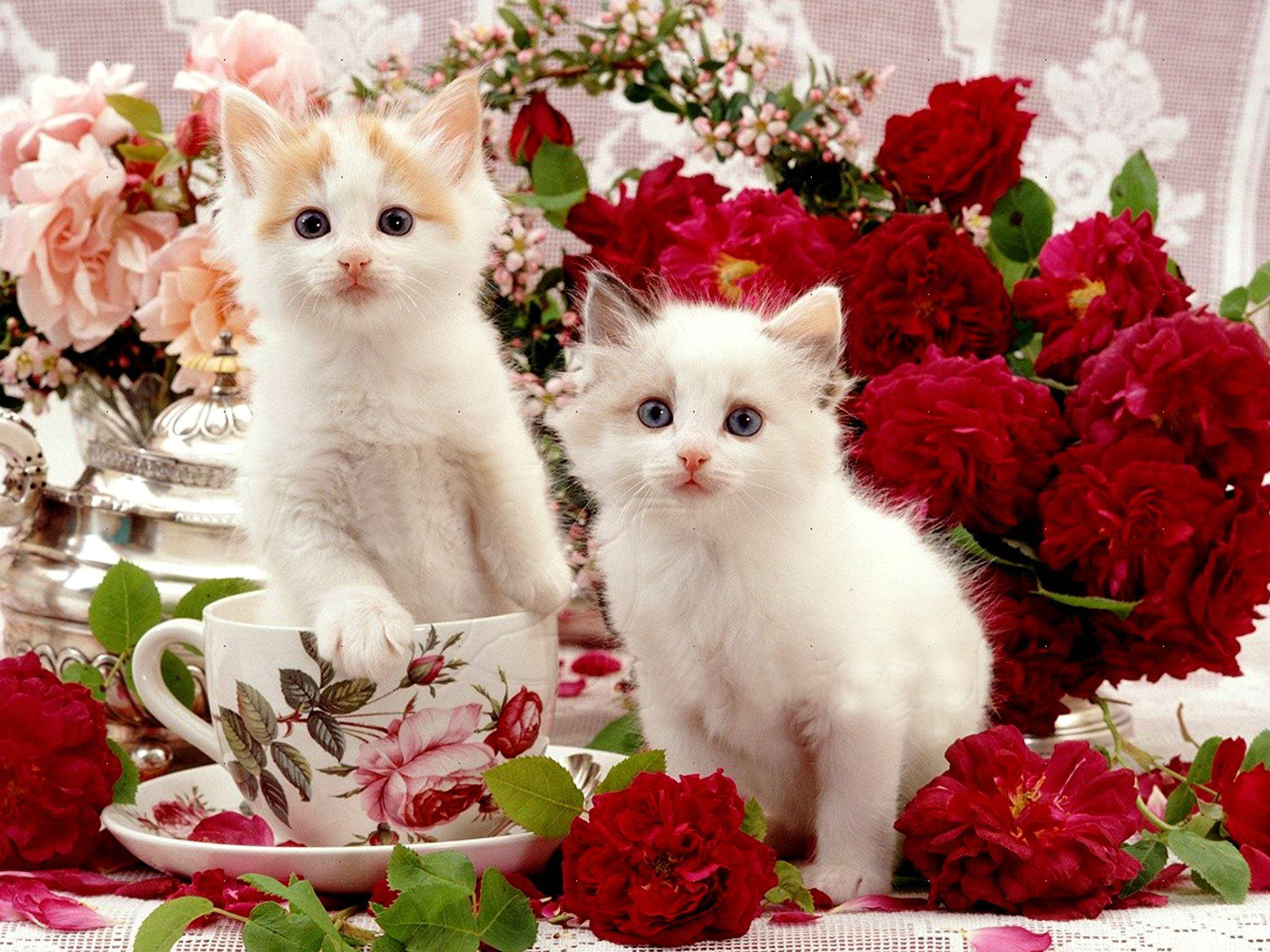 Mga Magagandang Pusa sa Mesa na May mga Bulaklak Wallpaper