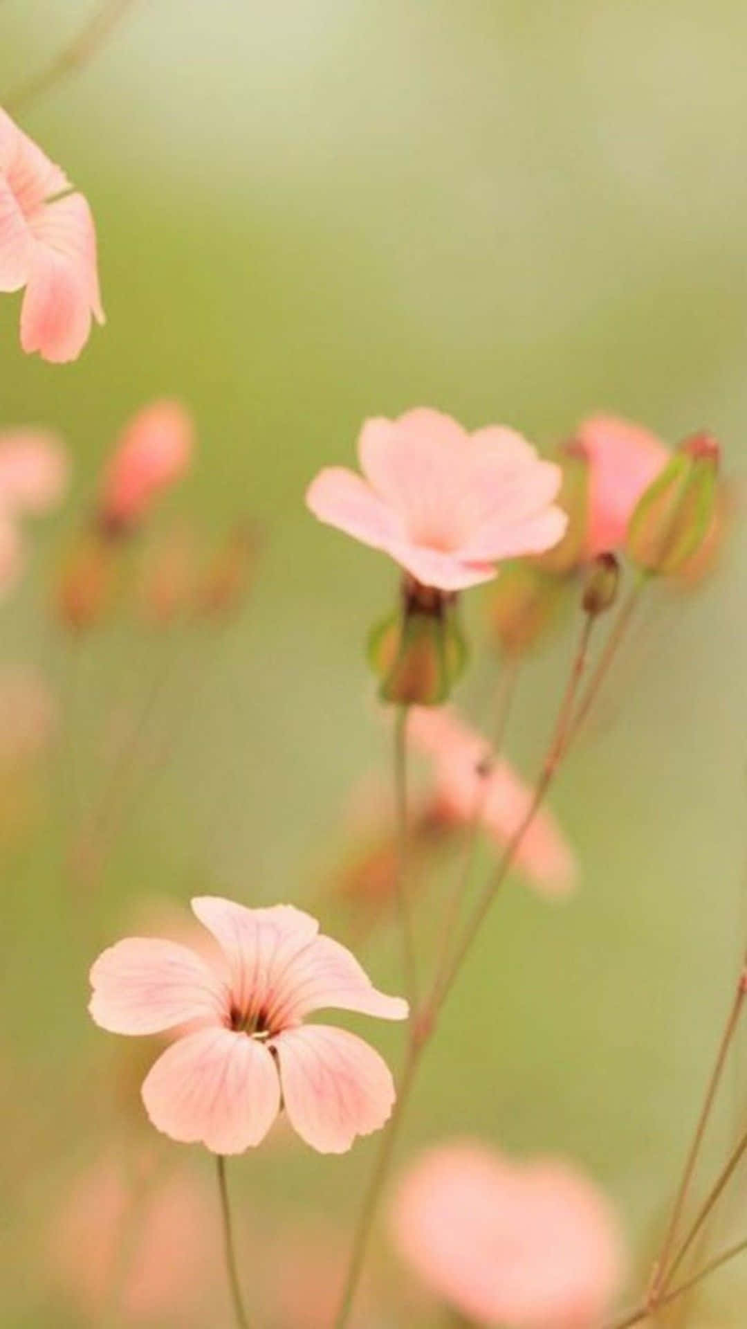 Mga magagandang wallpaper ng bulaklak para i-customize ang iyong iPhone Wallpaper