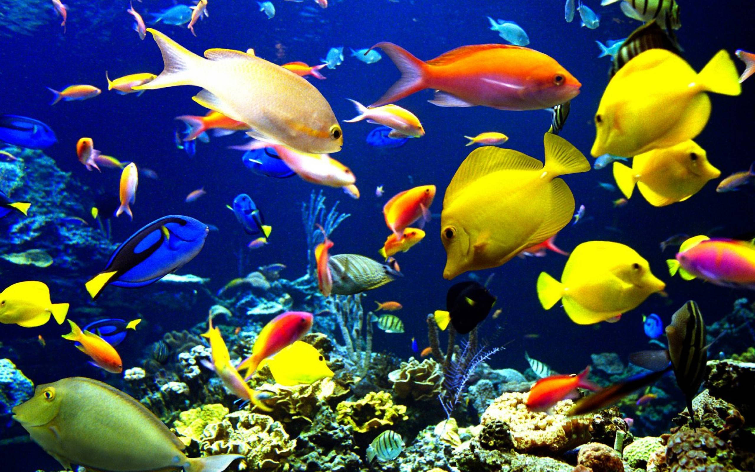 Mga Makukulay na Isda Wallpaper